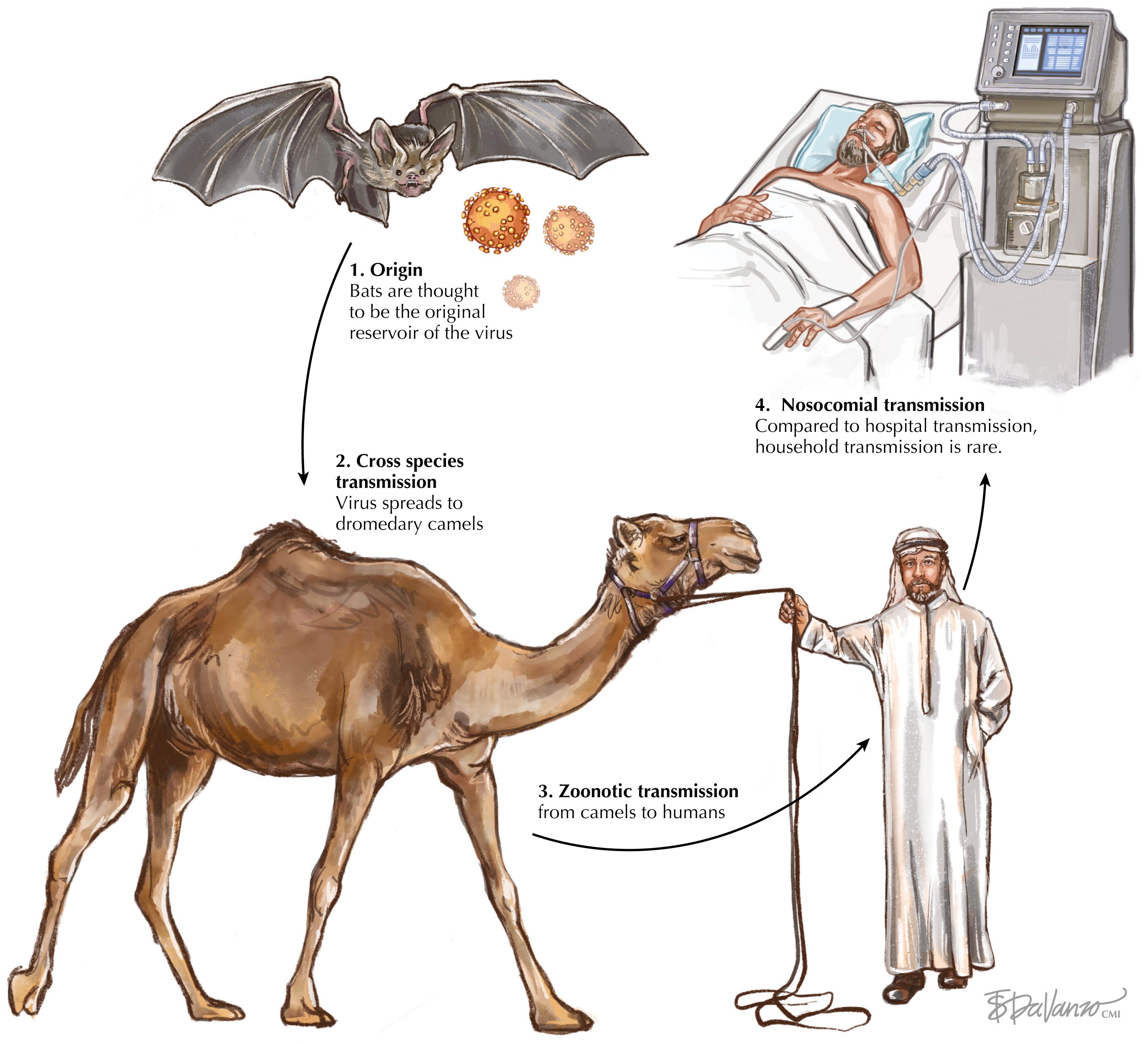 Fig. 96.1, MERS-CoV has a unique mode of transmission to humans via camels.