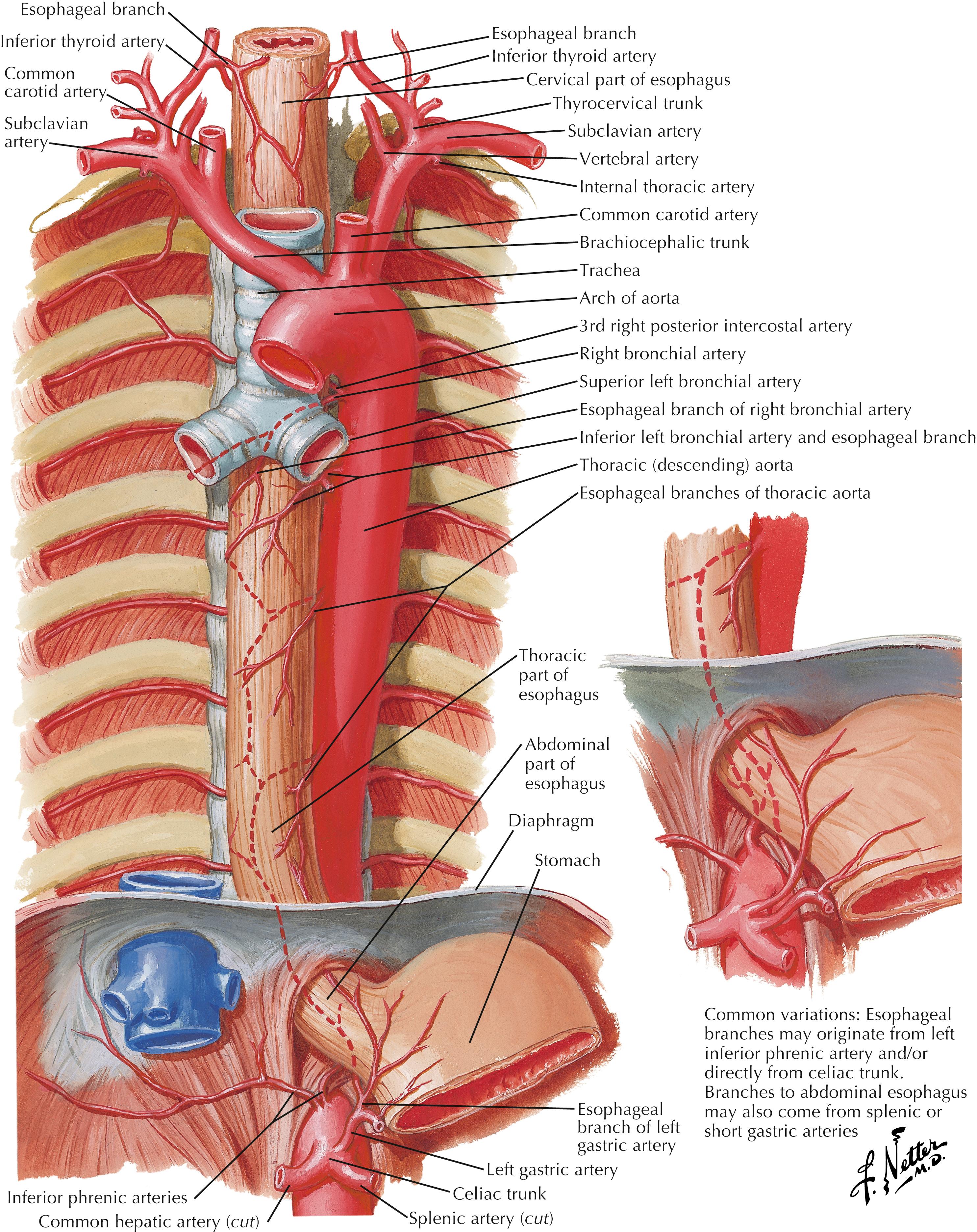 FIGURE 6.1, Arteries of esophagus.