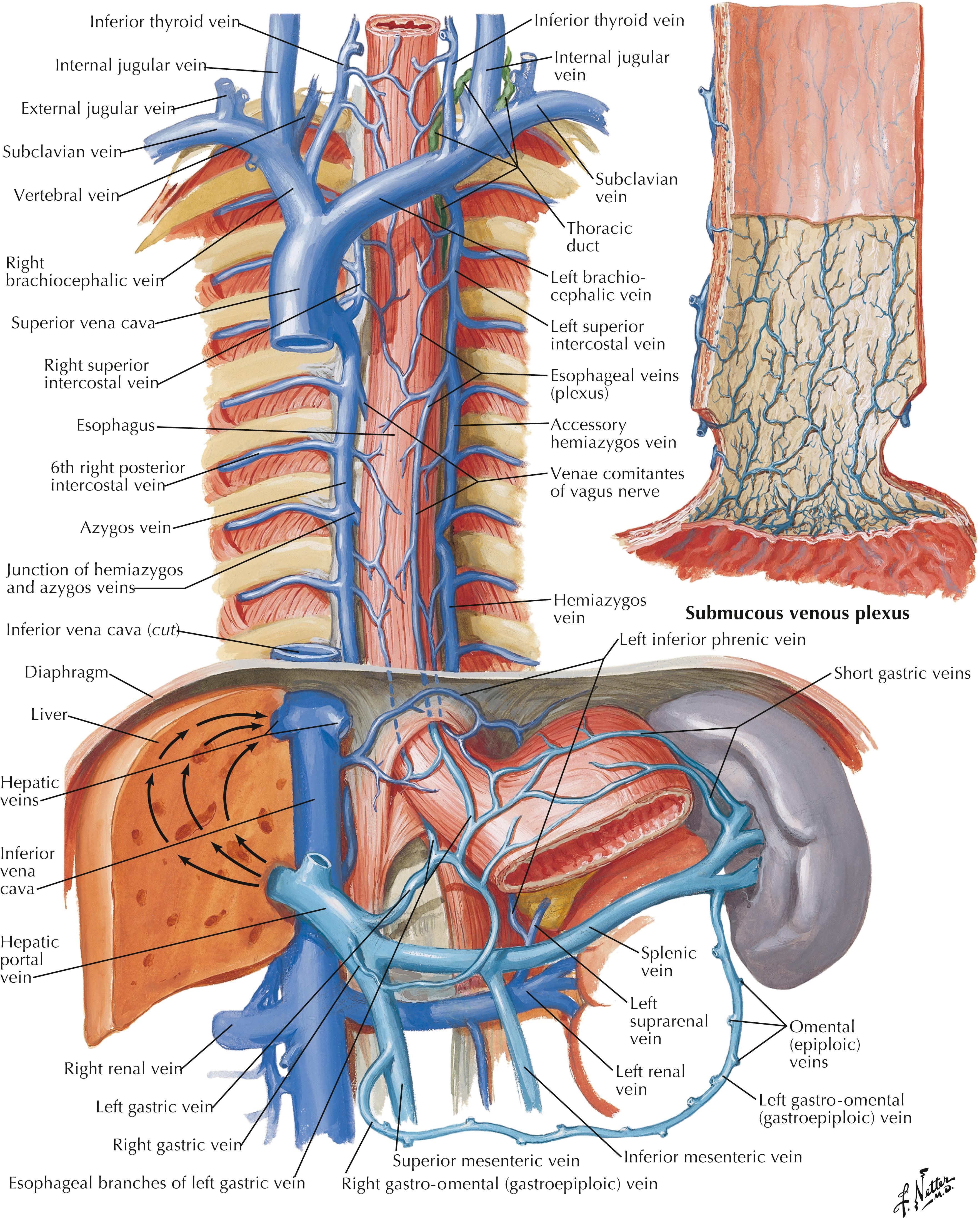 FIGURE 6.2, Veins of esophagus.