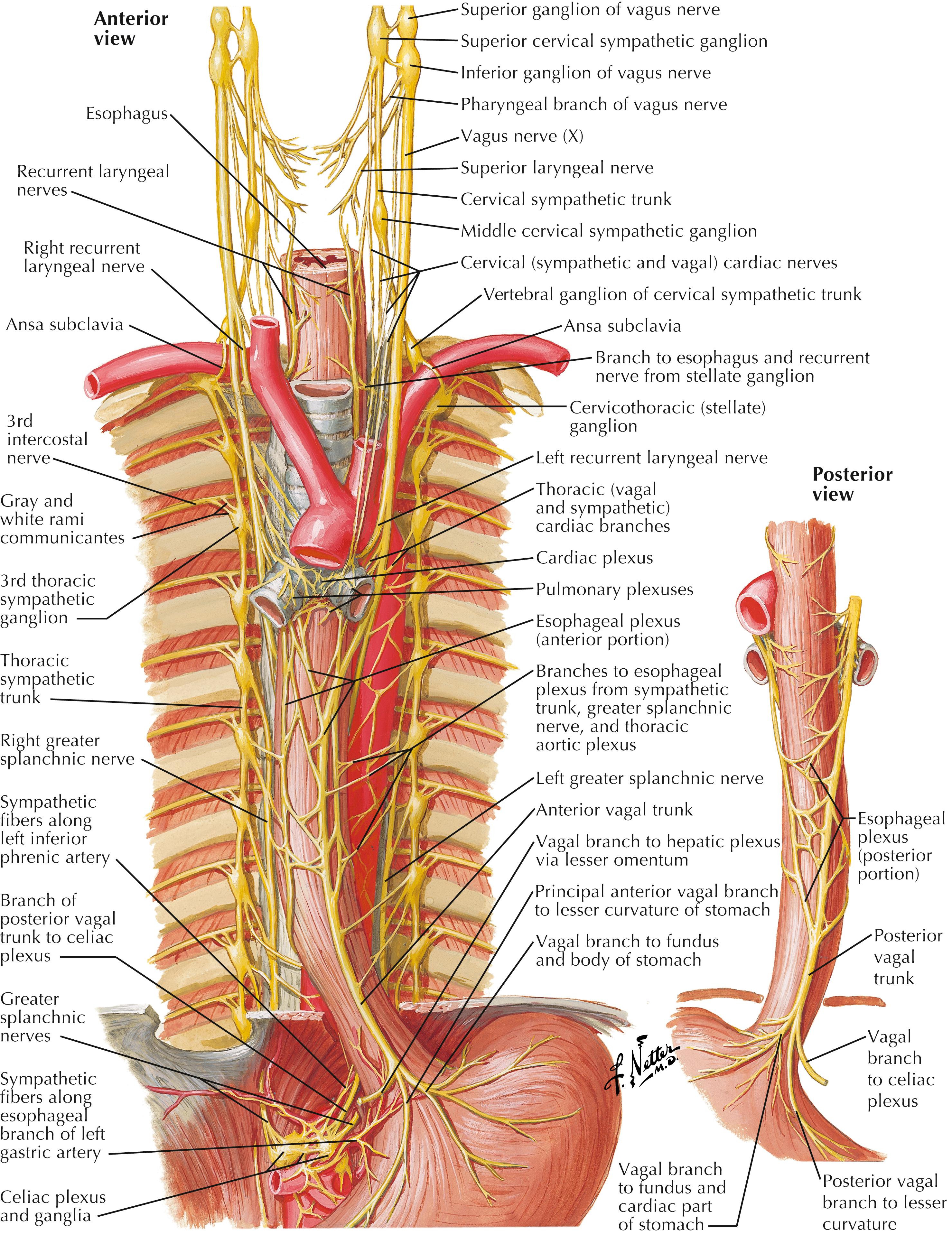 FIGURE 6.3, Innervation of esophagus.