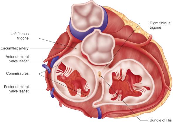 Figure 20.1