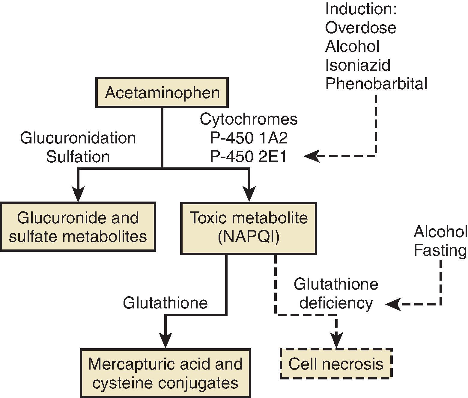 Figure 49.3, Metabolism of acetaminophen. NAPQI, N -acetyl- p -benzoquinoneimine. (From Barkin RL. Acetaminophen, aspirin, or ibuprofen in combination analgesic products. Am J Ther . 2001;8:433-442.)