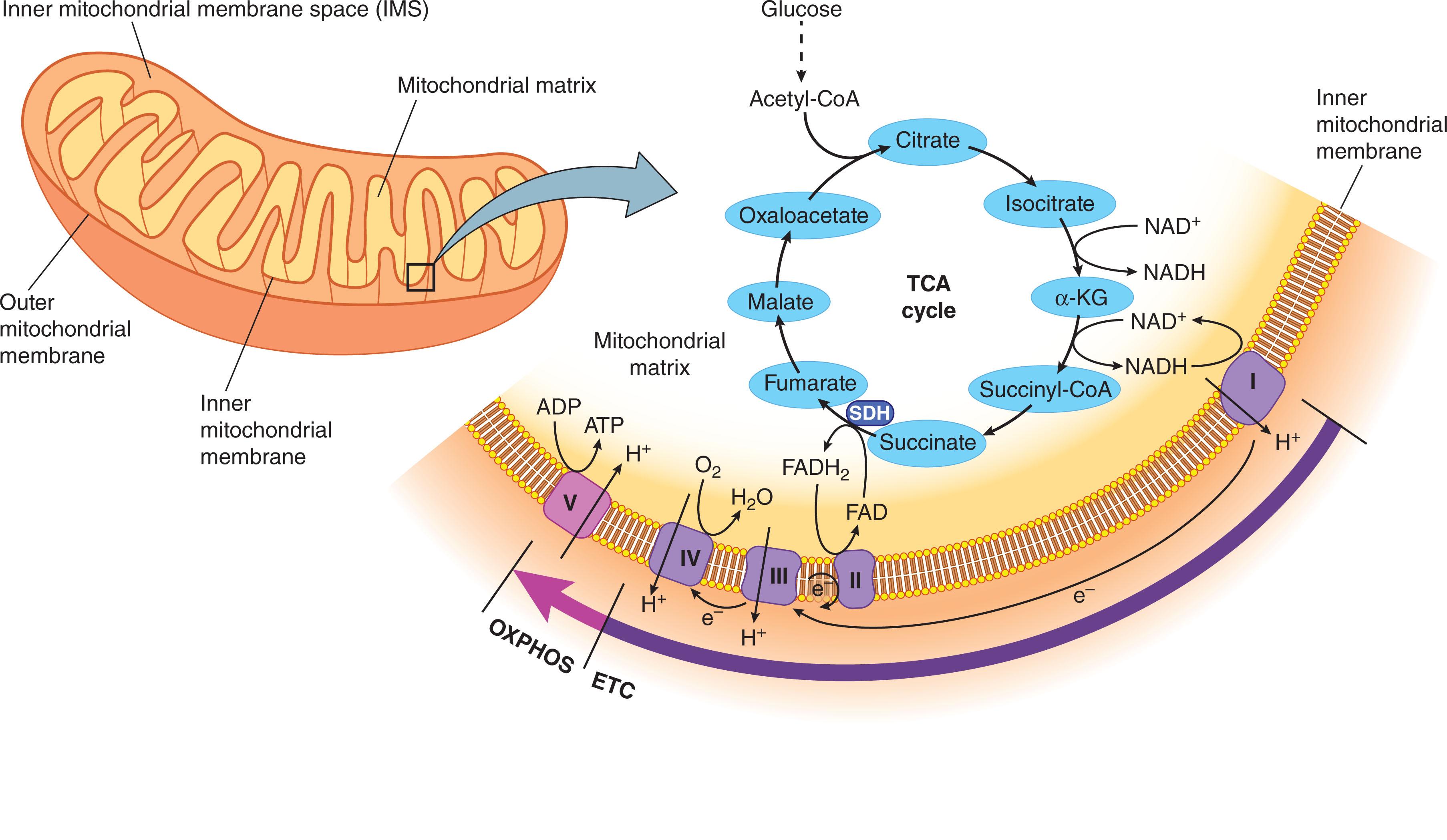 Figure 10.1, MITOCHONDRIAL SUBCOMPARTMENTS, ETC, AND TCA CYCLE.