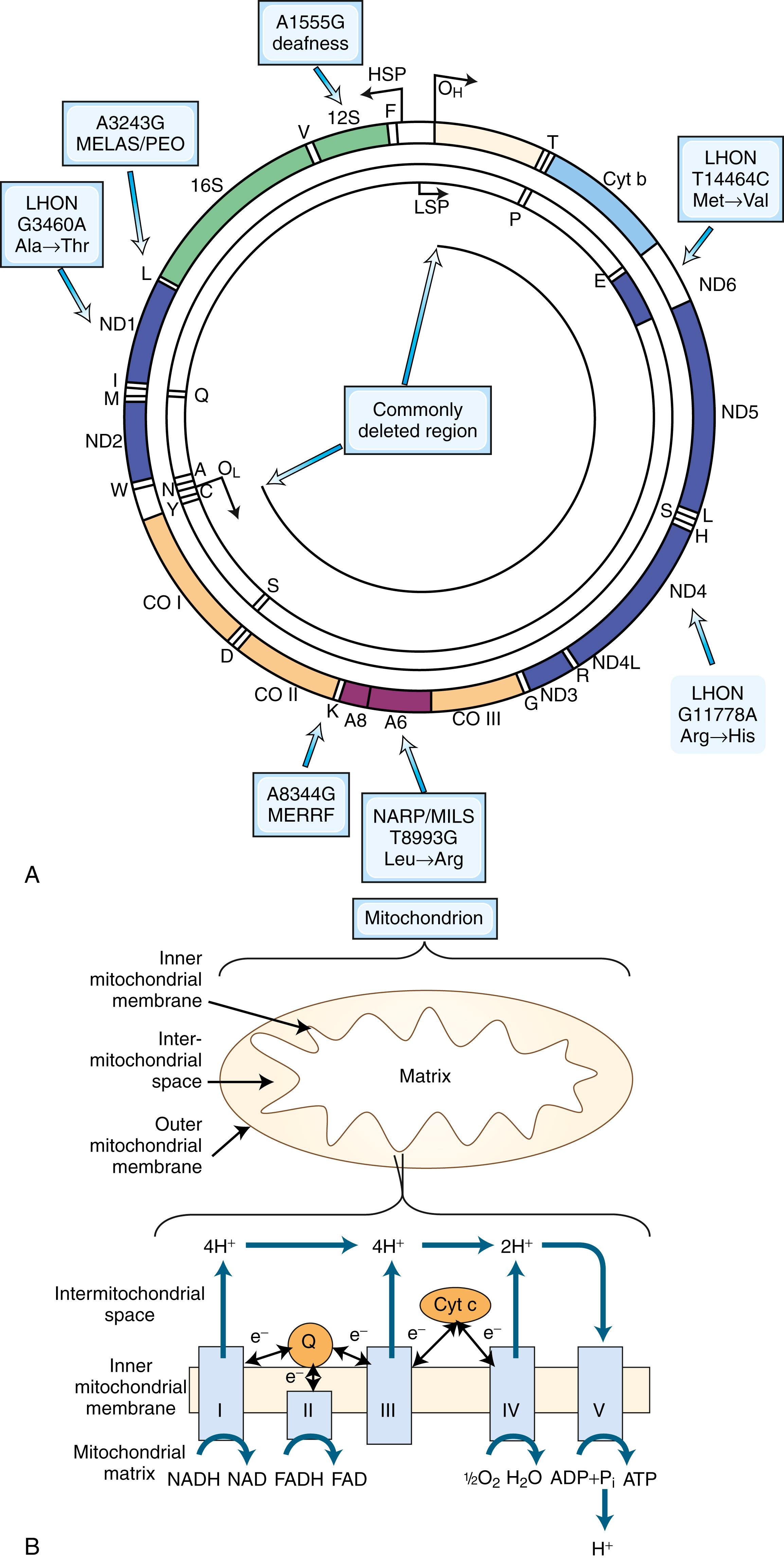 Fig. 93.1, A , Human mitochondrial DNA (mtDNA) map. The mtDNA encompasses 16,569 np, with numbering starting at OH and proceeding counterclockwise around the circular map. Each gene is identified by shading, and the transfer RNA gene is identified by the letter of its cognate amino acid. Mutation sites of common mitochondrial diseases are indicated. B , Schematic representation of the mitochondrial respiratory chain located in the inner mitochondrial membrane. Electrons are transferred from complexes I and II to complex III via the mobile lipid carrier, coenzyme Q 10 (CoQ 10 [ubiquinone]). Electrons are then transferred to complex IV through the protein mobile carrier, cytochrome c (Cyt c ). Electrons are finally transferred to molecular oxygen by complex IV. Three of the respiratory complexes (I, III, and IV) have a proton pumping mechanism coupled to the electron transfer. Pumping of protons to the intermembrane space generates a membrane potential and a proton gradient that flows back through complex V. The flow of protons through complex V enables ATP synthesis. ATP , Adenosine triphosphate; HSP , heavy strand promoter; LHON , Leber hereditary optic neuropathy; LSP , light strand promoter; MELAS , mitochondrial encephalomyopathy with lactic acidosis and stroke-like episodes; MERRF, myoclonic epilepsy with ragged-red fibers; MILS, maternally inherited Leigh syndrome; NADH , nicotinamide adenine dinucleotide; NARP, neuropathy, ataxia, and retinitis pigmentosa; PEO, progressive external ophthalmoplegia.