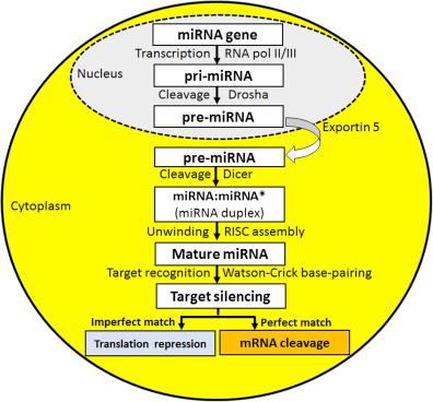 Figure 17.1, Pathways of biogenesis of miRNA and silencing of target mRNA in human cells.