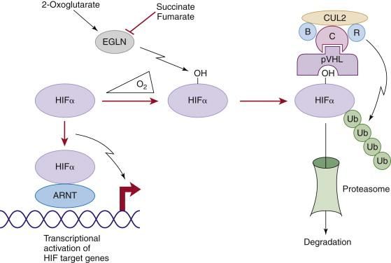 Figure 39-1, Regulation of HIF by pVHL