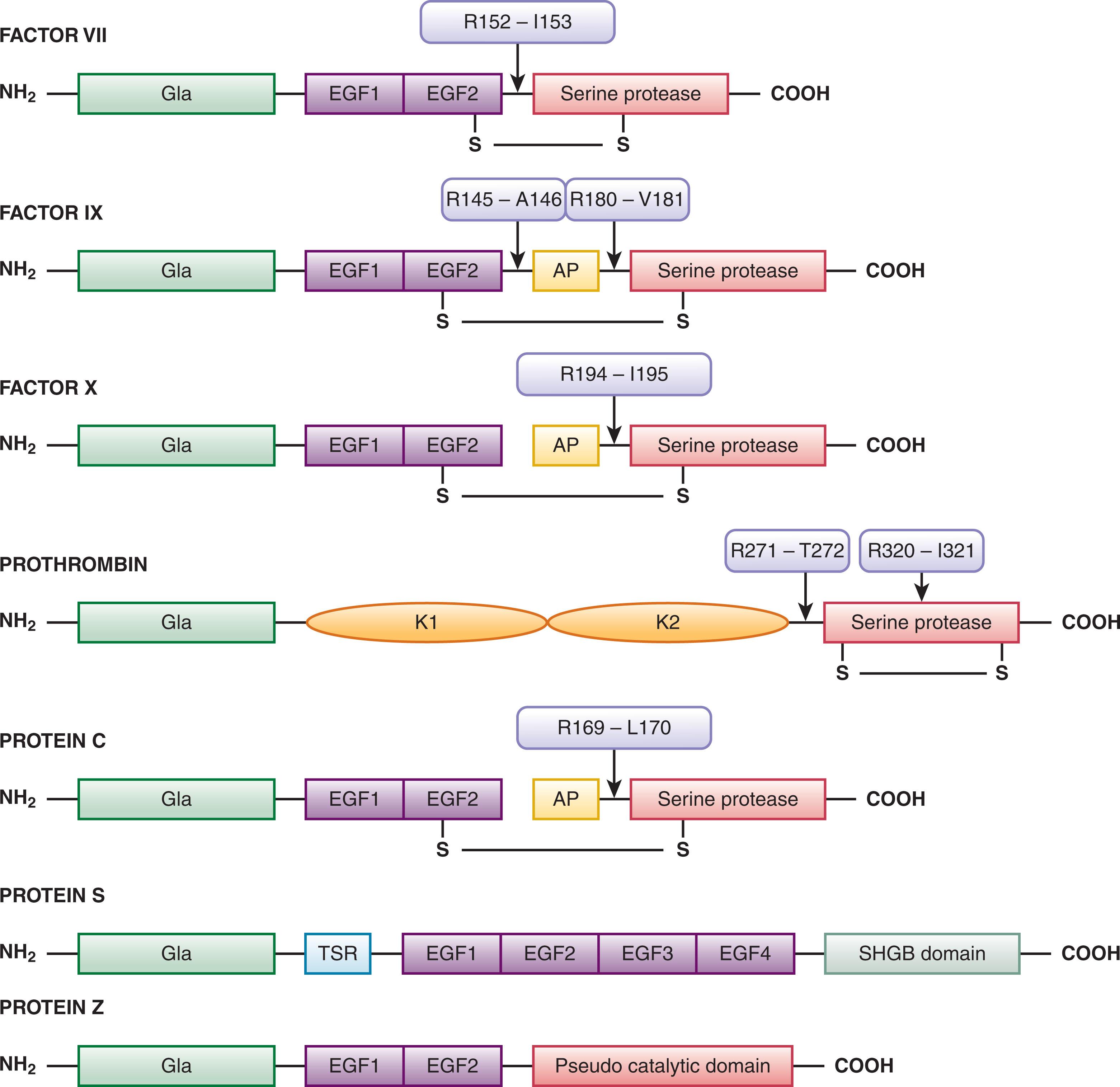 Figure 125.2, SCHEMATIC REPRESENTATION OF THE VITAMIN K–DEPENDENT PROTEINS.