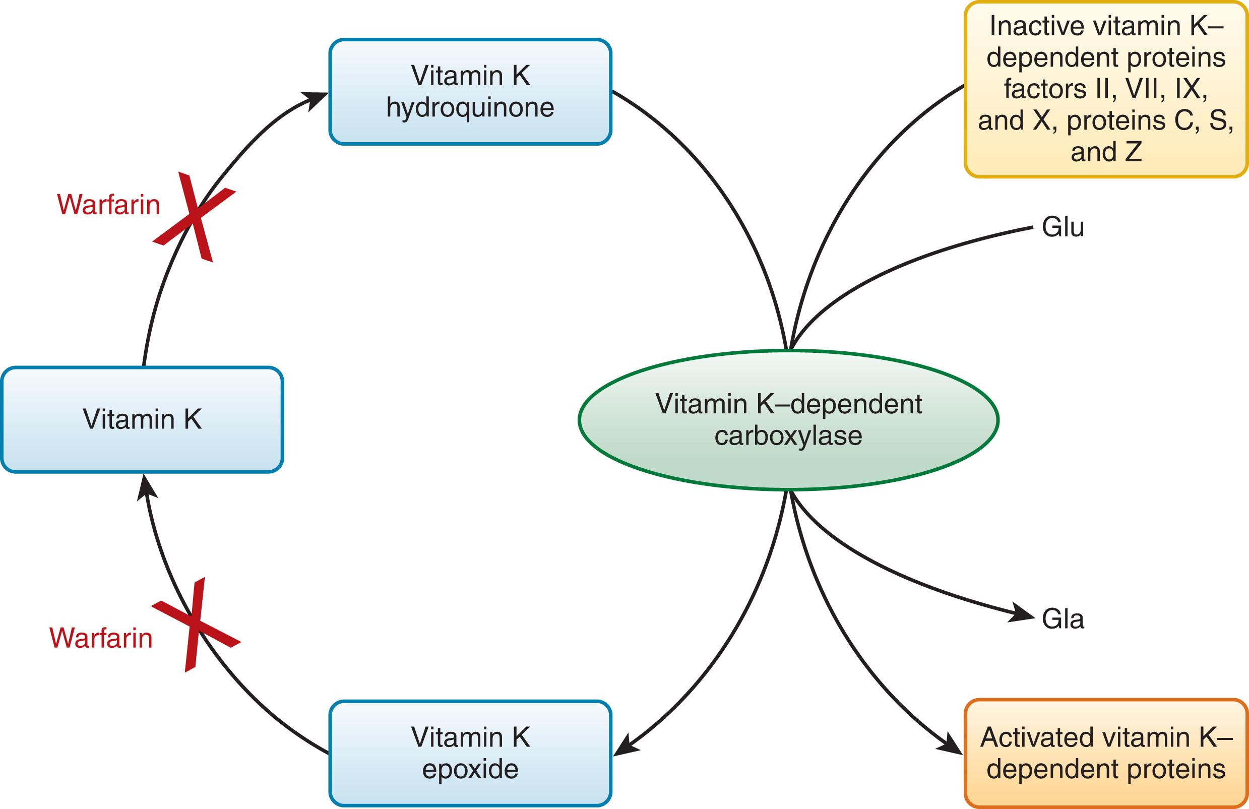 Figure 125.3, VITAMIN K–DEPENDENT PROCESS AND WARFARIN EFFECT.