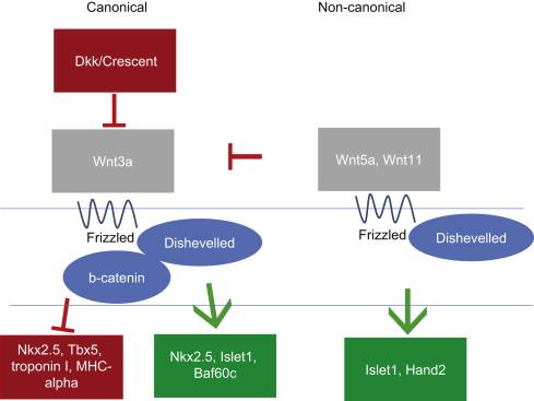 FIGURE 1.2, Wnt signaling pathway. In both the canonical and non-canonical (planar cell polarity) pathways, extracellular Wnt ligands bind to the transmembrane receptor Frizzled. In the canonical pathway, Frizzled forms a complex with Dishevelled and additional components, leading to β-catenin stabilization and translocation to the nucleus; β-catenin then promotes Wnt-induced gene expression, such as Nkx2.5 and Islet1. In contrast, in the non-canonical pathway, Frizzled and Dishevelled act on a different set of intracellular signaling molecules (e.g., Rho, Rac) to promote a different set of genes and to inhibit the canonical pathway.