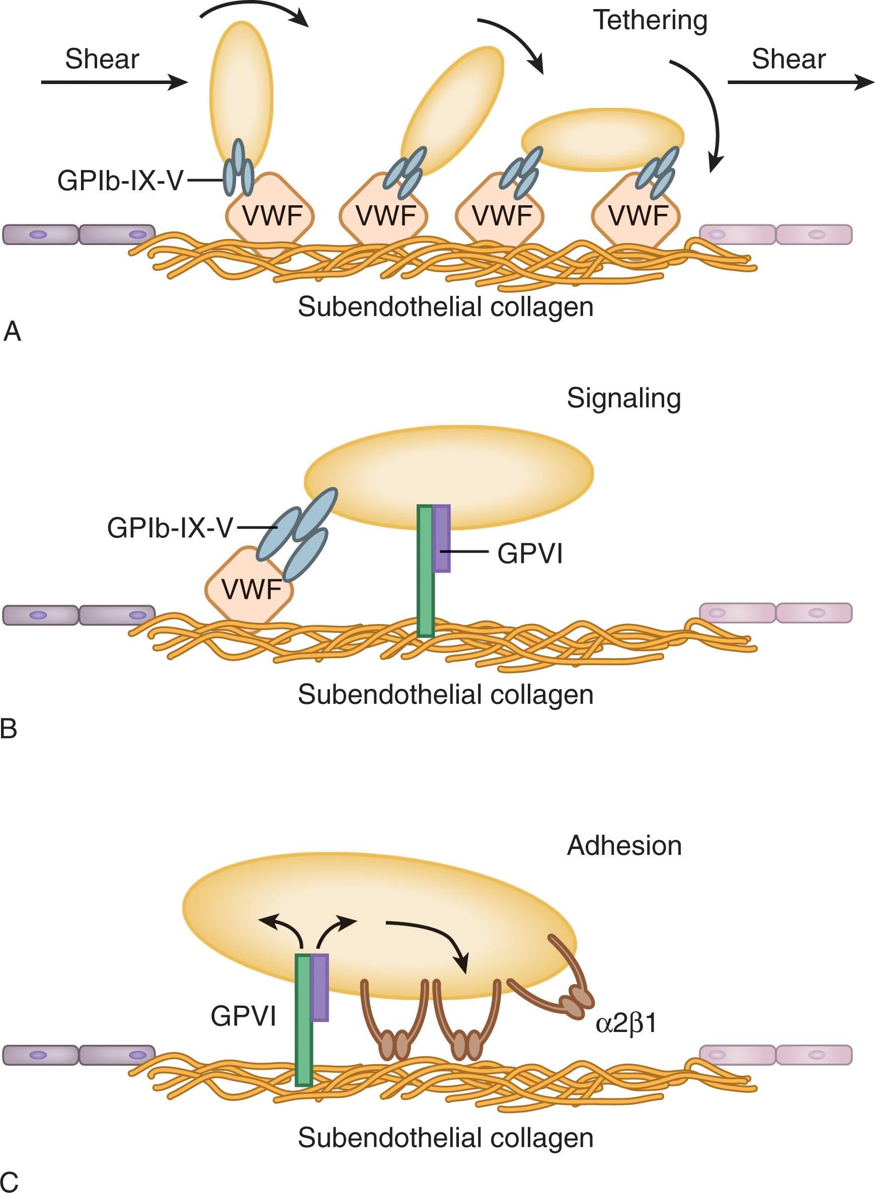 Figure 124.2, PLATELET ADHESION TO THE SUBENDOTHELIUM IS A MULTISTEP PROCESS.