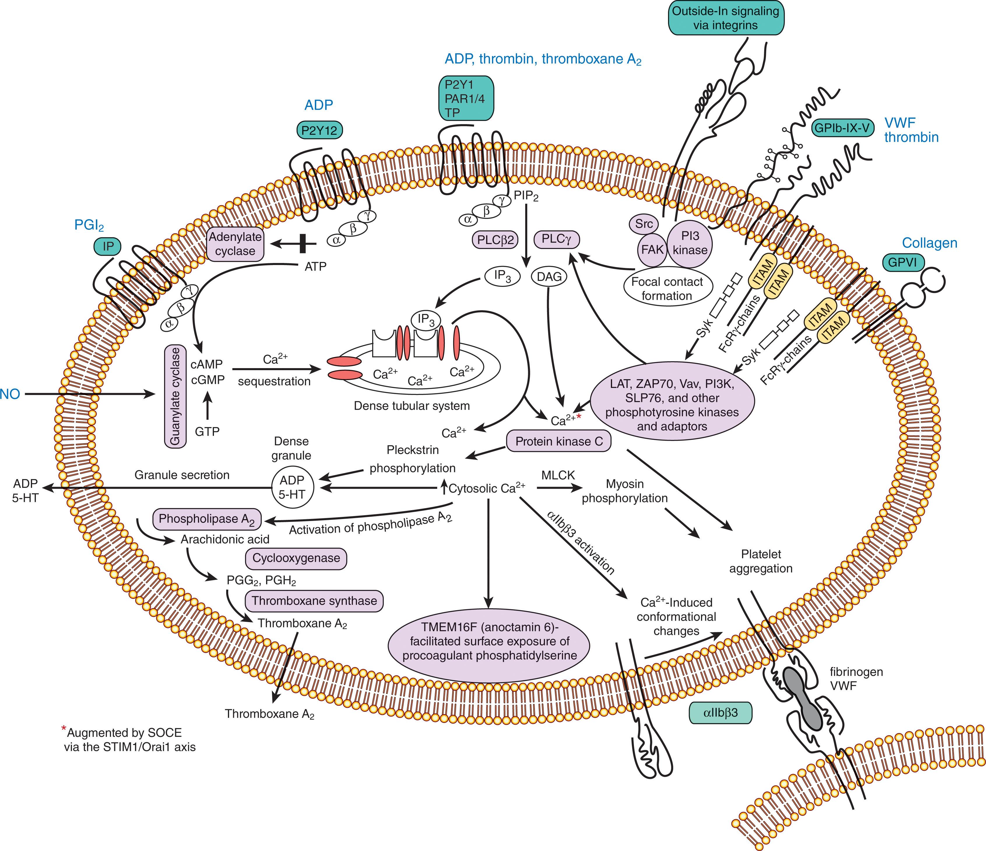 Figure 124.3, PLATELET INTRACELLULAR SIGNALING PATHWAYS.