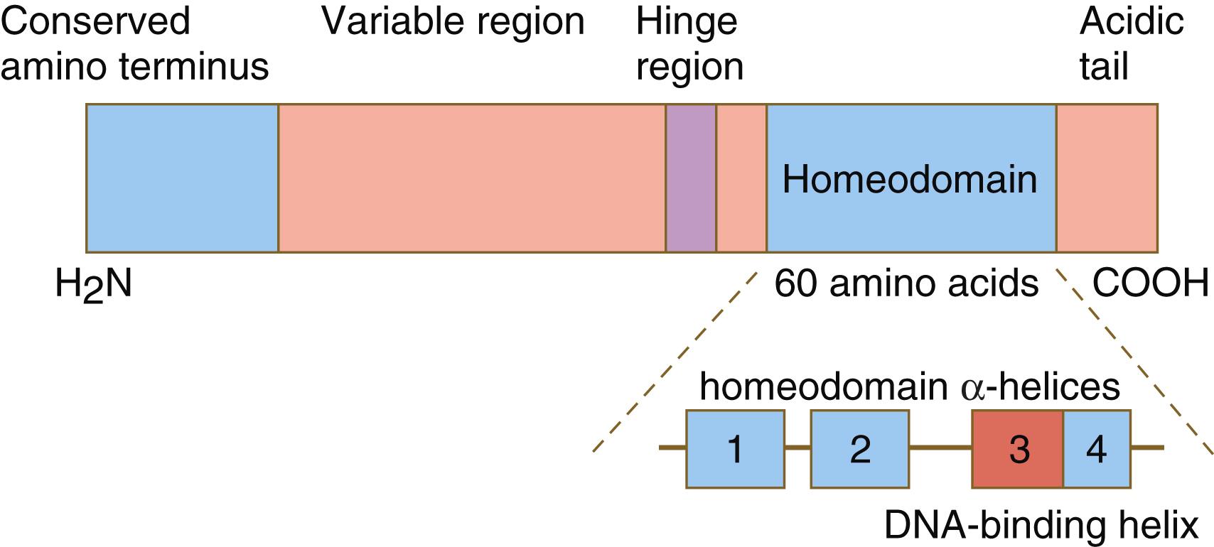 Fig. 3.3, Structure of a typical homeodomain protein.