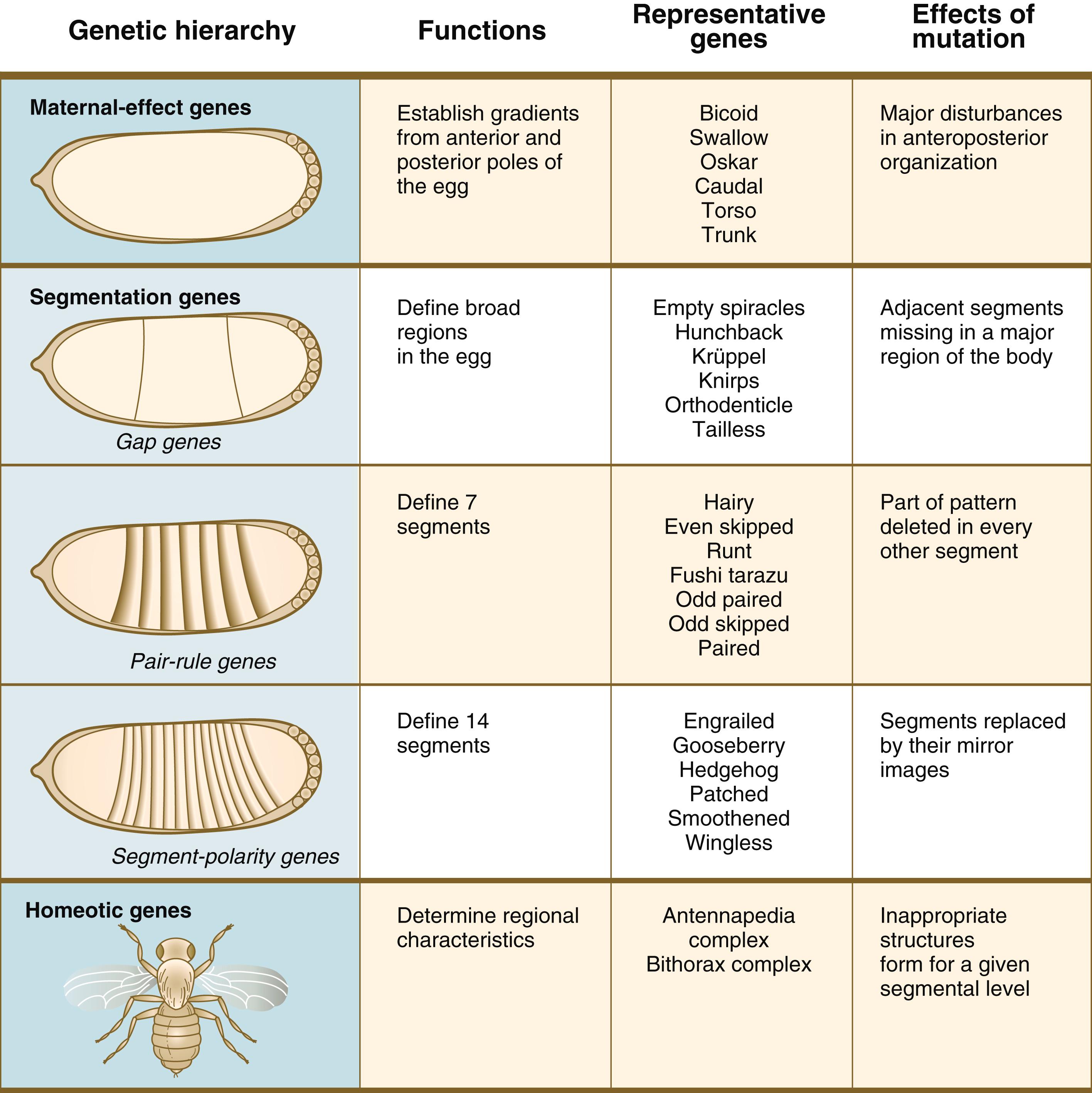 Fig. 3.1, Sequence of genetic control of early development in Drosophila .