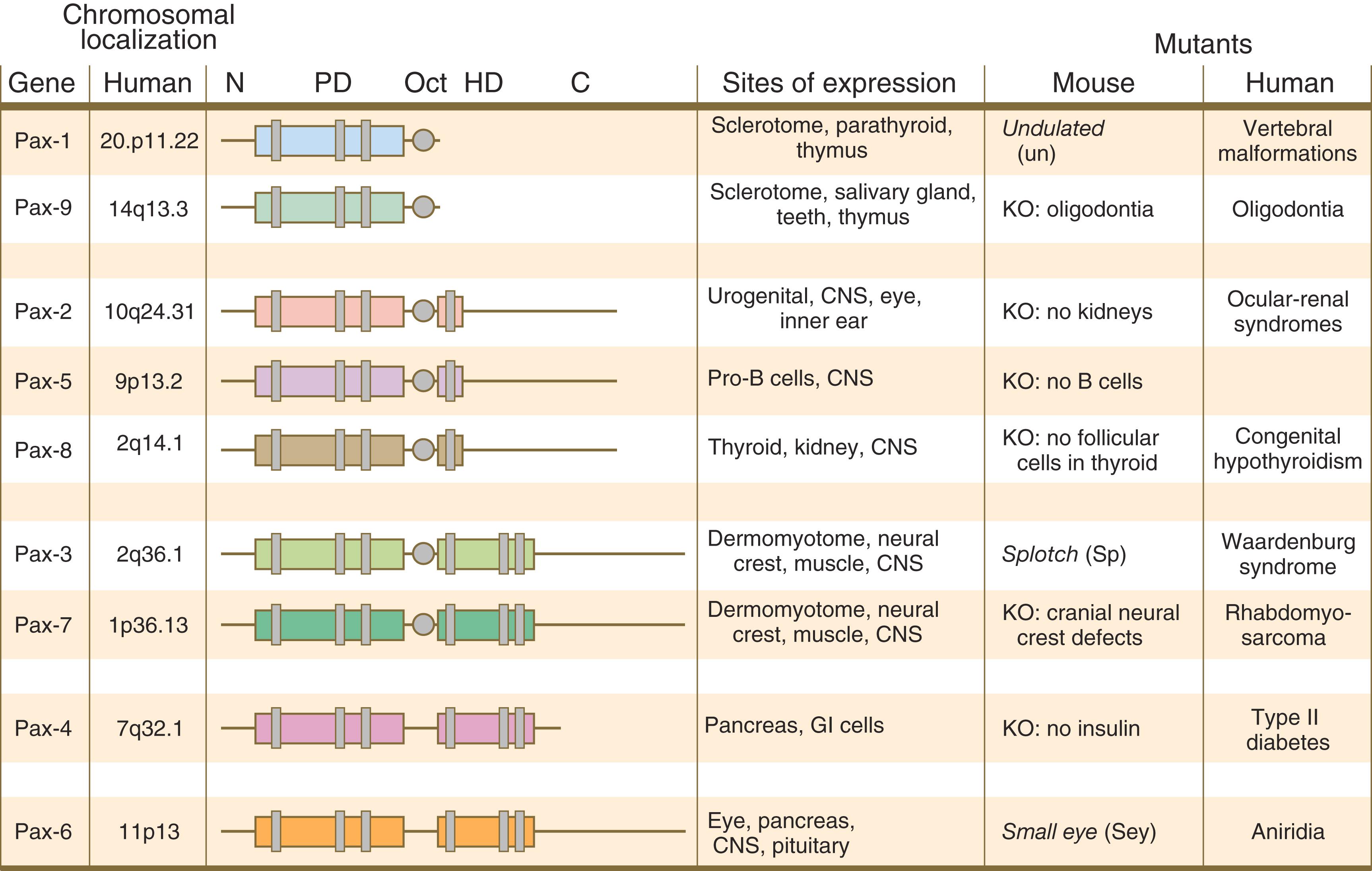 Fig. 3.8, Summary diagram of the members of the Pax gene family, showing their location on human chromosomes, sites of expression, and known effects of mutants in human and mouse.