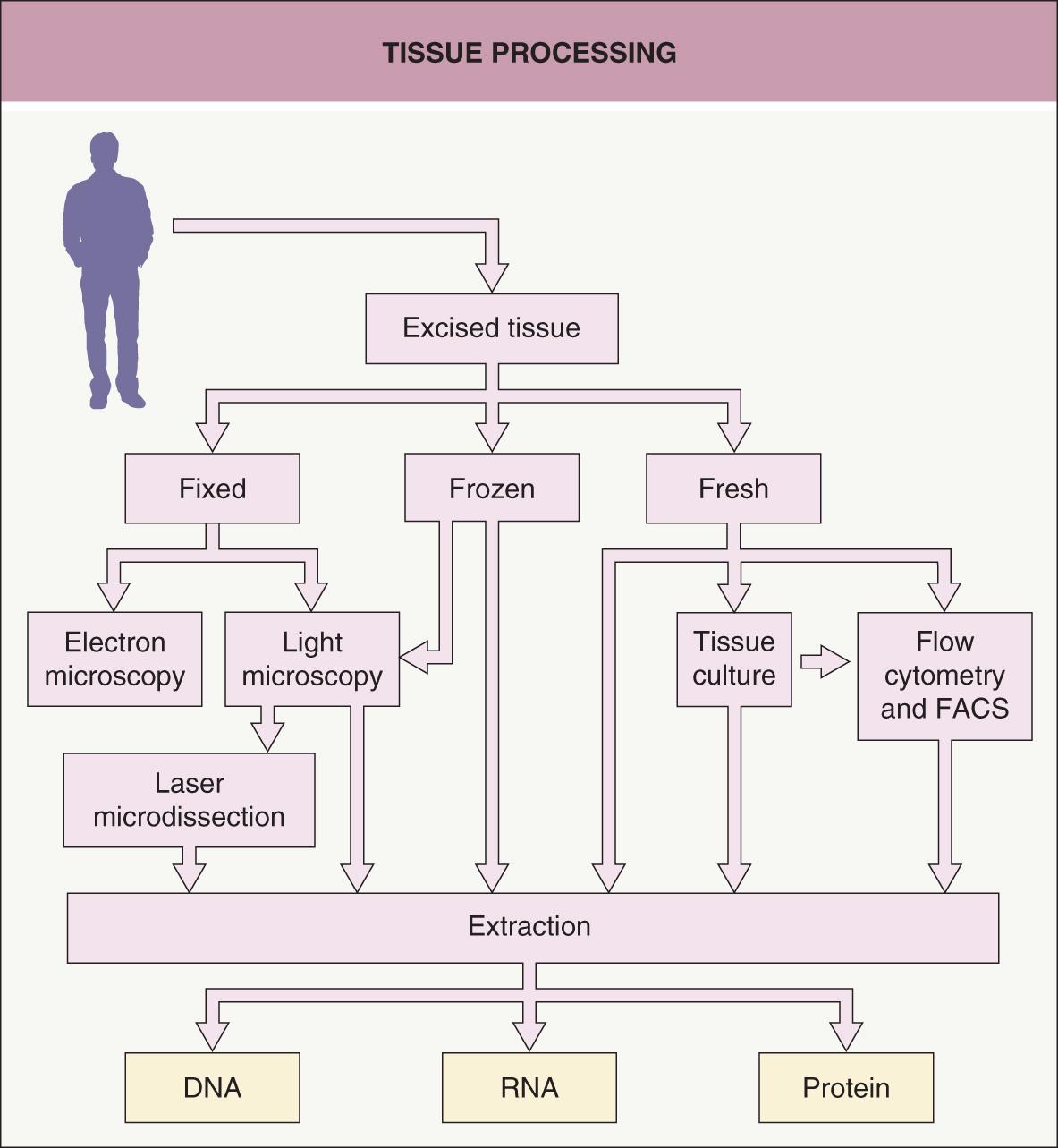 Fig. 3.1, Tissue processing.