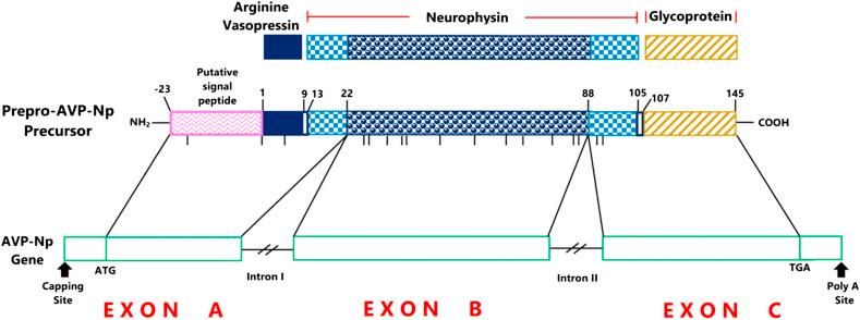 Figure 6.1, Schematic representation of the structural organization of the AVP gene and ancillary proteins.