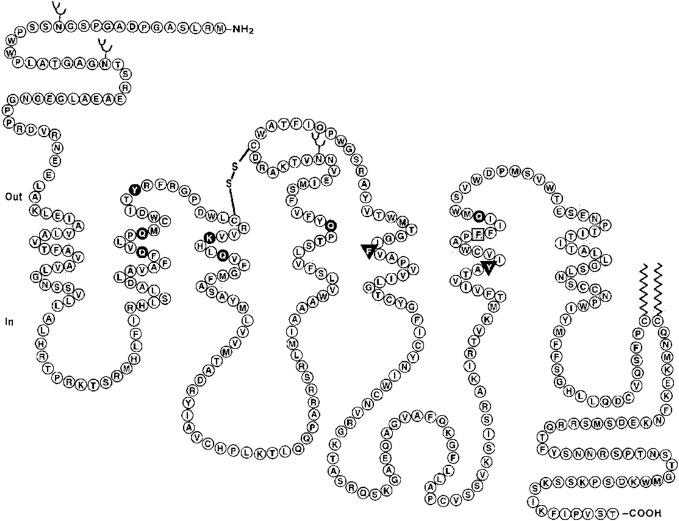 Figure 6.2, Transmembrane topology of the human vasopressin V1a receptor.