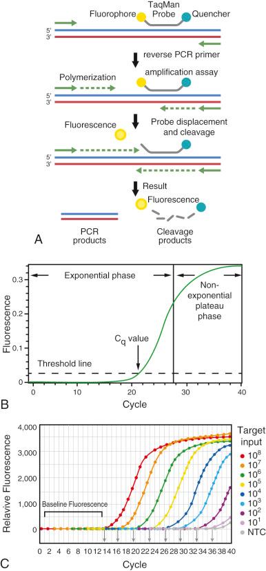 FIGURE 3-3, Quantitative polymerase chain reaction.