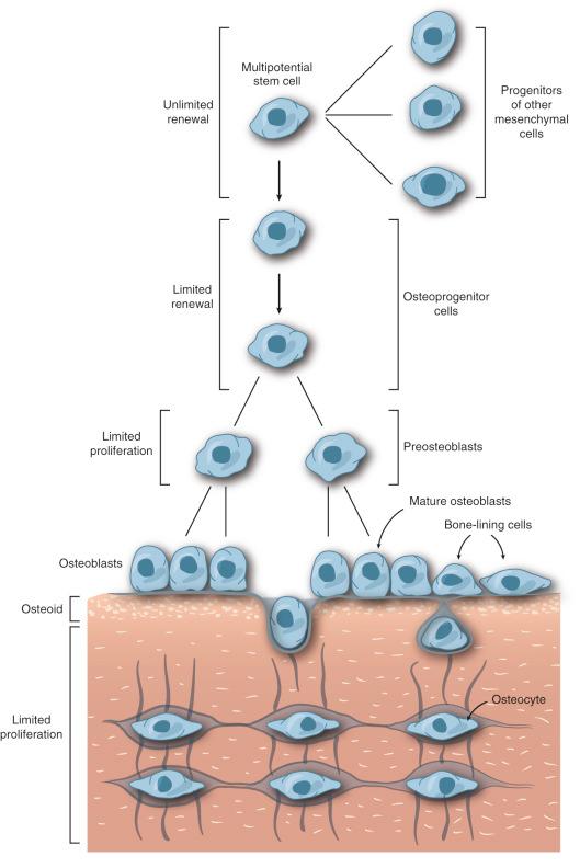 FIGURE 3-7, Differentiation of osteoblastic cells.