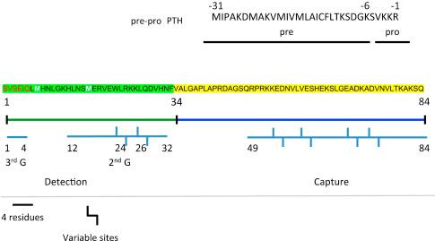 Figure 30.1, Sequence of preproparathyroid hormone (prepro-PTH) sequence (above) and full-length human PTH(1–84) (below). Indicated sites in PTH(1–84) show location of detection and capture epitopes used in second-generation immunometric assays. The first six amino-terminal residues of PTH are shown in red. Deletion of this sequence produces a peptide fragment that is detected by the second-generation assays because the detection antibody recognizes an epitope between residues 15 and 34. In the third-generation assays the detection epitope is at positions 1–3 1 2 and only whole (bioactive) PTH is measured. A 4-residue scale bar is shown along with an elbow connector indicating sites of variable-length epitopes.