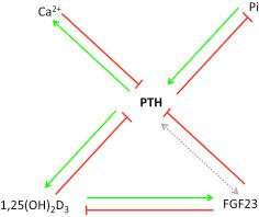 Figure 30.3, Hormonal regulation of parathyroid hormone (PTH). Extensive coregulatory influences modulate PTH. Stimulatory interactions are denoted by green arrows ; red lines illustrate inhibitory pathways. FGF23 , fibroblast growth factor 23.