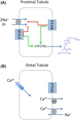 Figure 30.4, Parathyroid hormone (PTH) actions on kidney tubule cells. PTH receptors (PTHRs) are found primarily on cells of the proximal tubule (A) and distal convoluted tubule (B). Prototype proximal and distal tubule cells showing the principal transport pathways and vitamin D regulation by PTH are illustrated. In proximal tubule cells, PTH inhibits Na-Pi cotransport mediated by NPT2A and activates CYP27B1, which is responsible for the formation of 1,25(OH) 2 D 3 . In distal tubule cells, PTH promotes cellular calcium entry through apical membrane TRPV5 channels. Basolateral Ca 2+ efflux proceeds through the plasma membrane calcium ATPase and by Ca 2+ /Na + exchange.