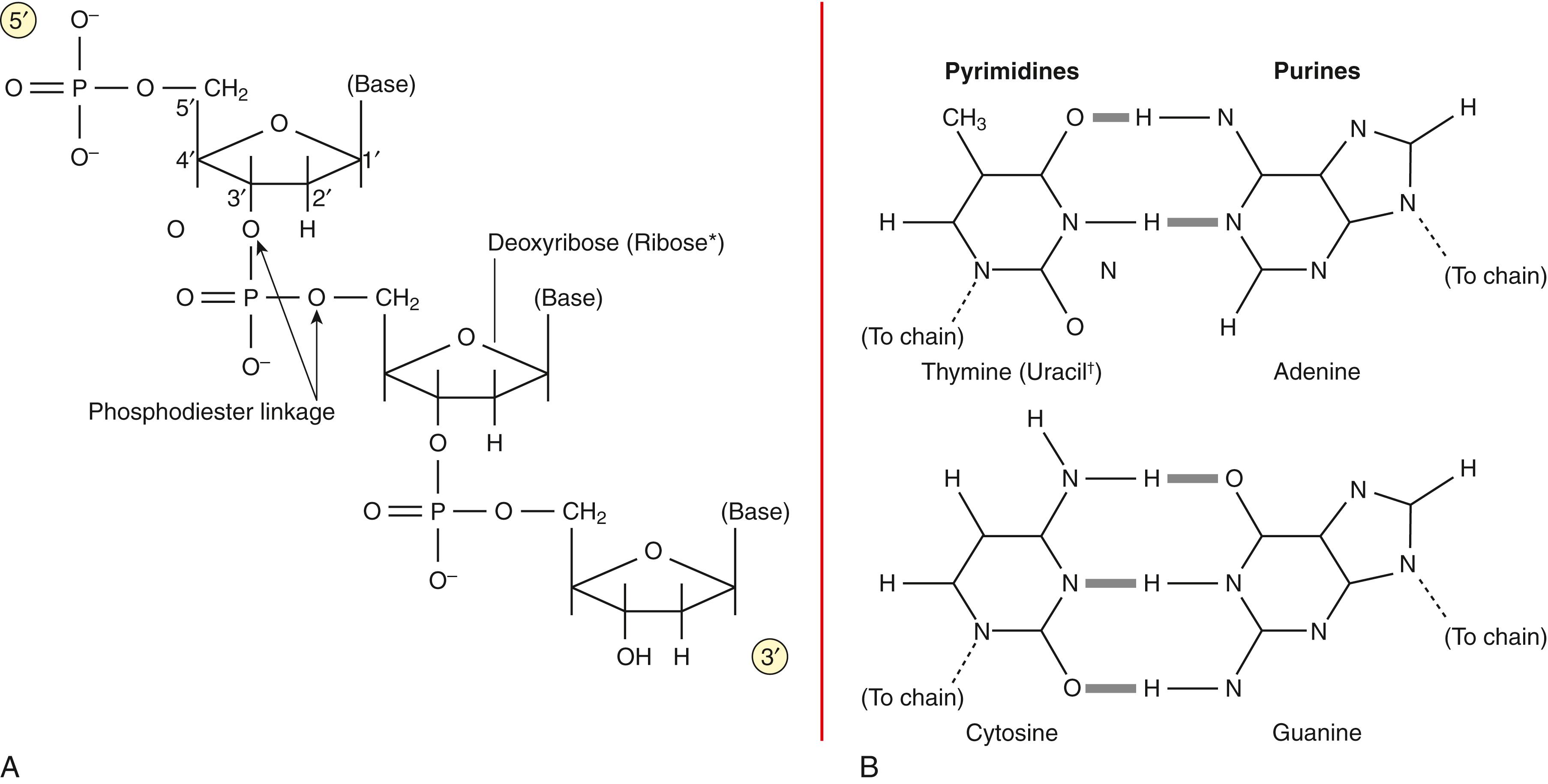 Figure 68.1, Repeating backbone of DNA and complementary base pairs. A, A single-stranded DNA chain. Repeating nucleotide units are linked by phosphodiester bonds that join the 5′ carbon of one sugar to the 3′ carbon of the next. B, Purine and pyrimidine bases and the formation of complementary base pairs. Shaded bars indicate the formation of hydrogen bonds. In RNA, the sugar is ribose, which has a 2′ hydroxyl added to deoxyribose. In RNA, thymine is replaced by uracil, which differs from thymine only in the lack of the methyl group.