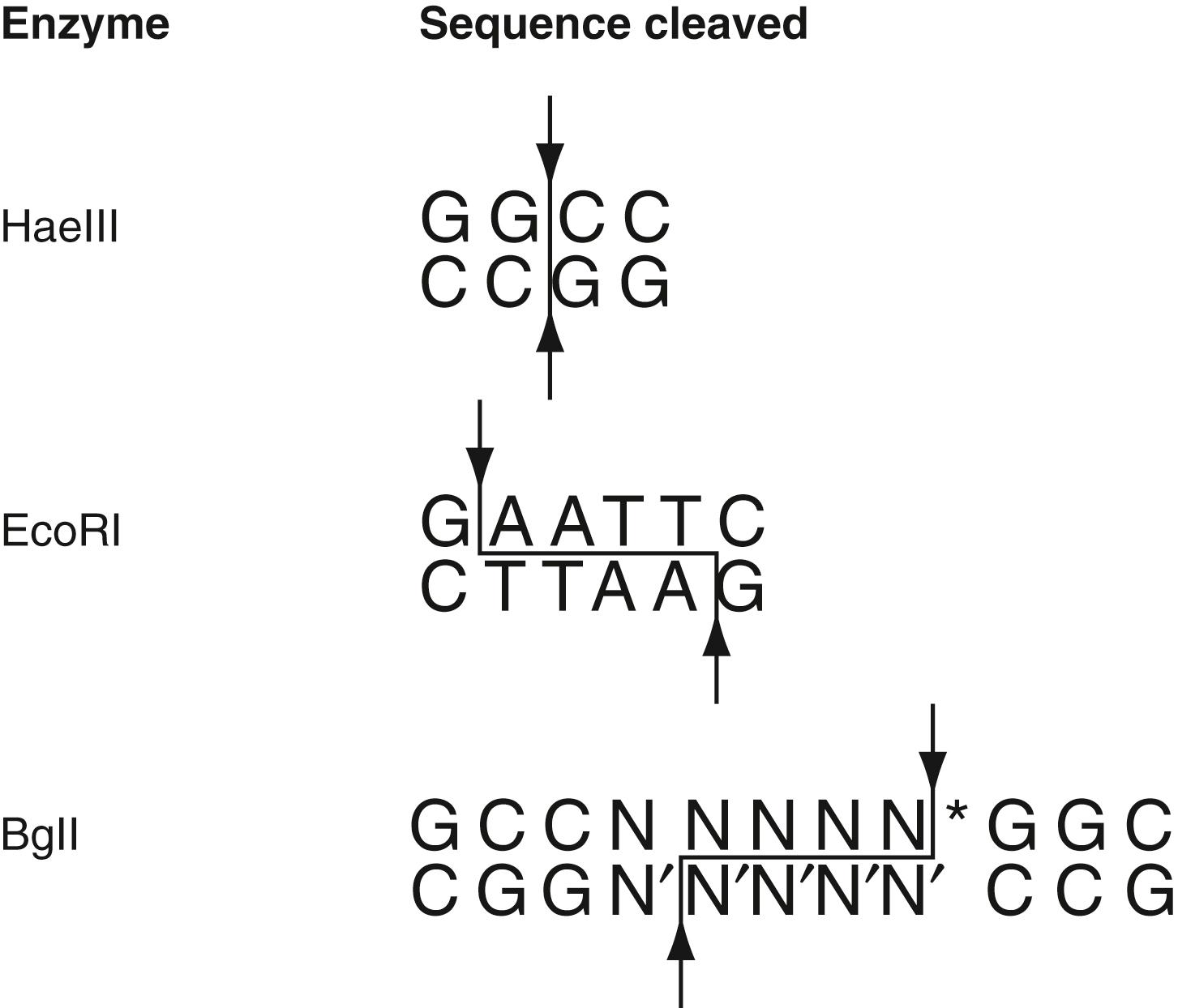 Figure 68.4, Examples of DNA restriction enzymes and their specificities. Enzymes are named for the bacteria from which they are isolated. (N∗ is any base, and N′ is its pairing counterpart.)