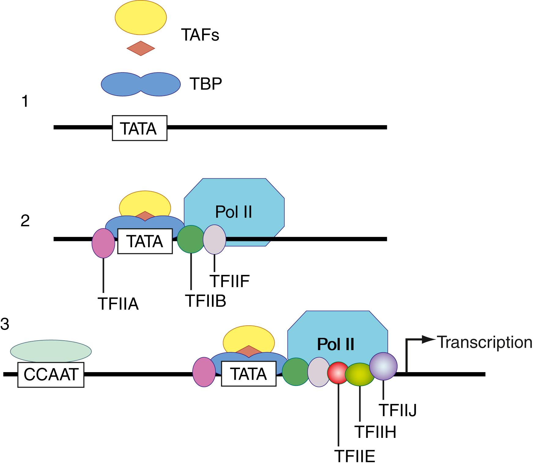 Figure 68.5, Assembly of the polymerase II transcription initiation complex. (1) The basal TFIID complex assembles as the TATA-box binding protein (TBP) and associated factors (TAFs) at the TATA box of the promoter region. (2) Additional transcription factors TFIIA and TFIIB are recruited to enable the polymerase II enzyme and TFIIF to bind. (3) The complex is stabilized with TFIIE, TFIIH, and TFIIJ. Typically, binding of additional factors to upstream enhancer sites like CCAAT or GGGCGG are required for effective RNA transcription.