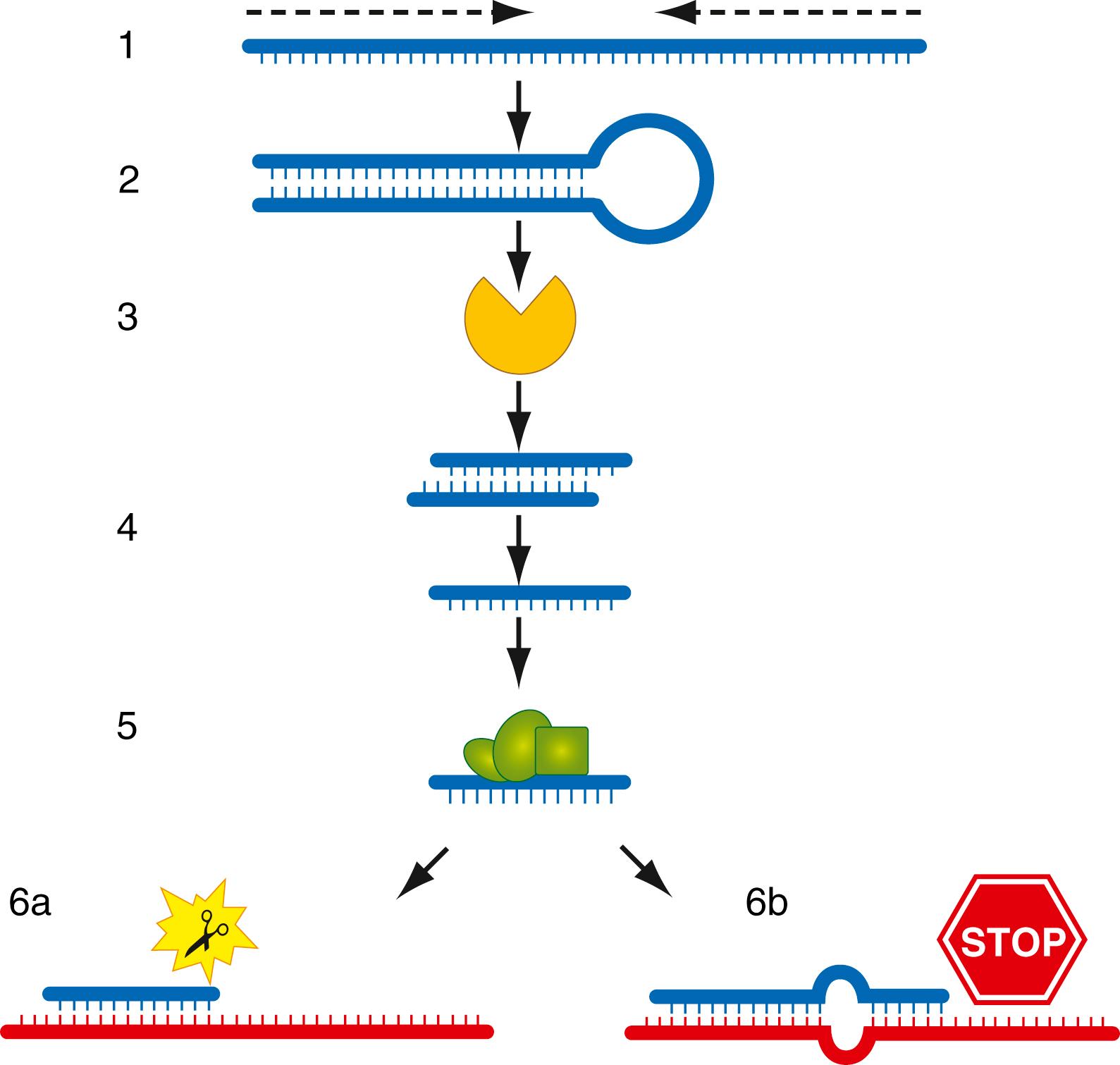 Figure 68.6, Diagram of the RNAi pathway. (1) Sense-antisense transcripts build a dsRNA with hairpin structure (2). This molecule is recognized by the Dicer complex (3) and processed into smaller fragments of 21 to 24 nucleotides (4). The RNA-induced silencing complex (RISC), a multiprotein complex, assembles with these molecules and unwinds them into single-strand oligos (5). Active RISC binds to target mRNAs with either perfect complementary sequence (6a), which initiates cleavage and degradation, or imperfect sequence match (6b), resulting in bulging, interference with translation, and subsequent silencing.