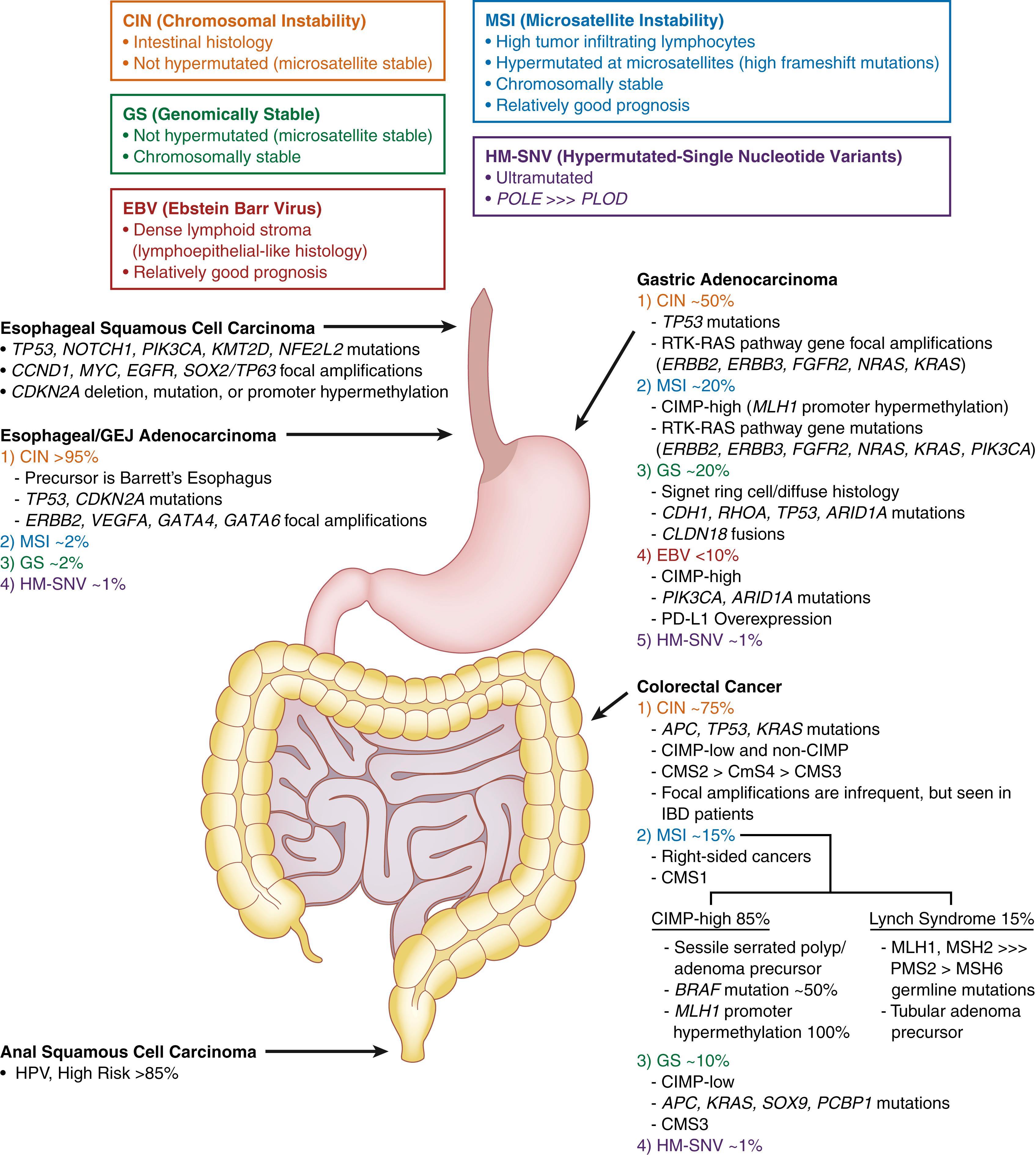 FIGURE 23.1, The genetic landscape of tubal gut carcinomas.