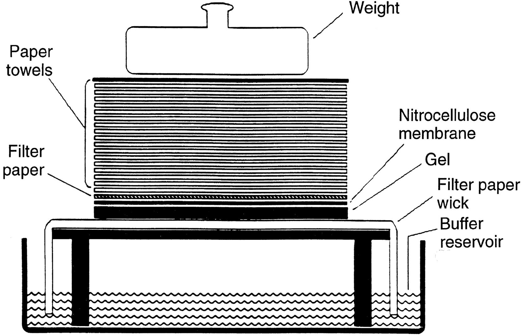 Fig. 2.1, Southern blot. Fragments of double-stranded deoxyribonucleic acid (DNA) are separated by size by agarose gel electrophoresis. To render the DNA single stranded (denatured), the agarose gel is soaked in an acidic solution. After neutralization of the acid, the gel is placed onto filter paper, the ends of which rest in a reservoir of concentrated salt buffer solution. A sheet of nitrocellulose membrane is placed on top of the gel and absorbent paper is stacked on top of the nitrocellulose membrane. The salt solution is drawn up through the gel by the capillary action of the filter paper wick and the absorbent paper towels. As the salt solution moves through the gel, it carries along with it the DNA fragments. Because nitrocellulose binds single-stranded DNA, the DNA fragments are deposited onto the nitrocellulose in the same pattern that they were placed in the agarose gel. The DNA fragments bound to the nitrocellulose are fixed to the membrane by heat or ultraviolet irradiation. The nitrocellulose membrane with the bound DNA can then be used for procedures, such as hybridization to a labeled DNA probe. Techniques to transfer DNA to other bonding matrices, such as nylon, are similar.