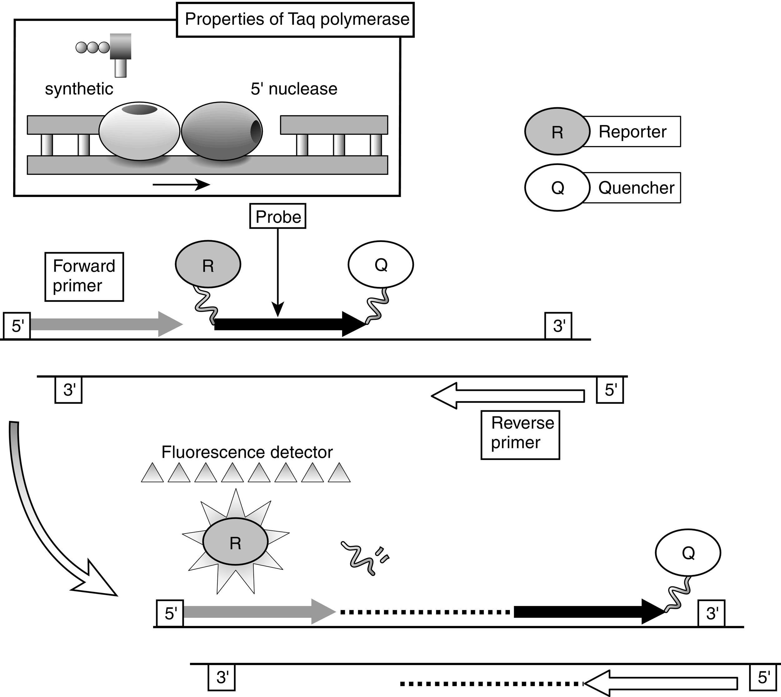 Fig. 2.5, Fluorescent 5′ nuclease (TaqMan) assay. Three synthetic oligonucleotides are used in a fluorescent 5’ nuclease assay. Two oligonucleotides function as “forward” and “reverse” primers in a conventional polymerase chain reaction (PCR) amplification protocol. The third oligonucleotide, termed the TaqMan probe, consists of an oligonucleotide synthesized with a 5’-reporter dye (e.g., FAM; 6-carboxy-fluorescein) and a downstream, 3’-quencher dye (e.g., TAMRA; 6-carboxy-tetramethyl-rhodamine). When the probe is intact, the proximity of the reporter dye to the quencher dye results in suppression of the reporter fluorescence, primarily by Forster-type energy transfer. During PCR, forward and reverse primers hybridize to a specific sequence of the target deoxyribonucleic acid (DNA). The TaqMan probe hybridizes to a target sequence within the PCR product. The Taq polymerase enzyme, because of its 5’-3’ exonuclease activity, subsequently cleaves the TaqMan probe. The reporter dye and the quencher dye are separated by cleavage, resulting in increased fluorescence of the reporter dye as a direct consequence of target amplification during PCR. Both primers and probe must hybridize to the target for amplification and cleavage to occur. Hence the fluorescence signal is generated only if the target sequence for the probe is amplified during PCR. Fluorescent detection takes place through fiberoptic lines positioned above the caps of the reaction wells. Inset: The two distinct functions of the enzyme Taq polymerase: the 5’-3’ synthetic polymerase activity and the 5’-3’ polymerase-dependent exonuclease activity.