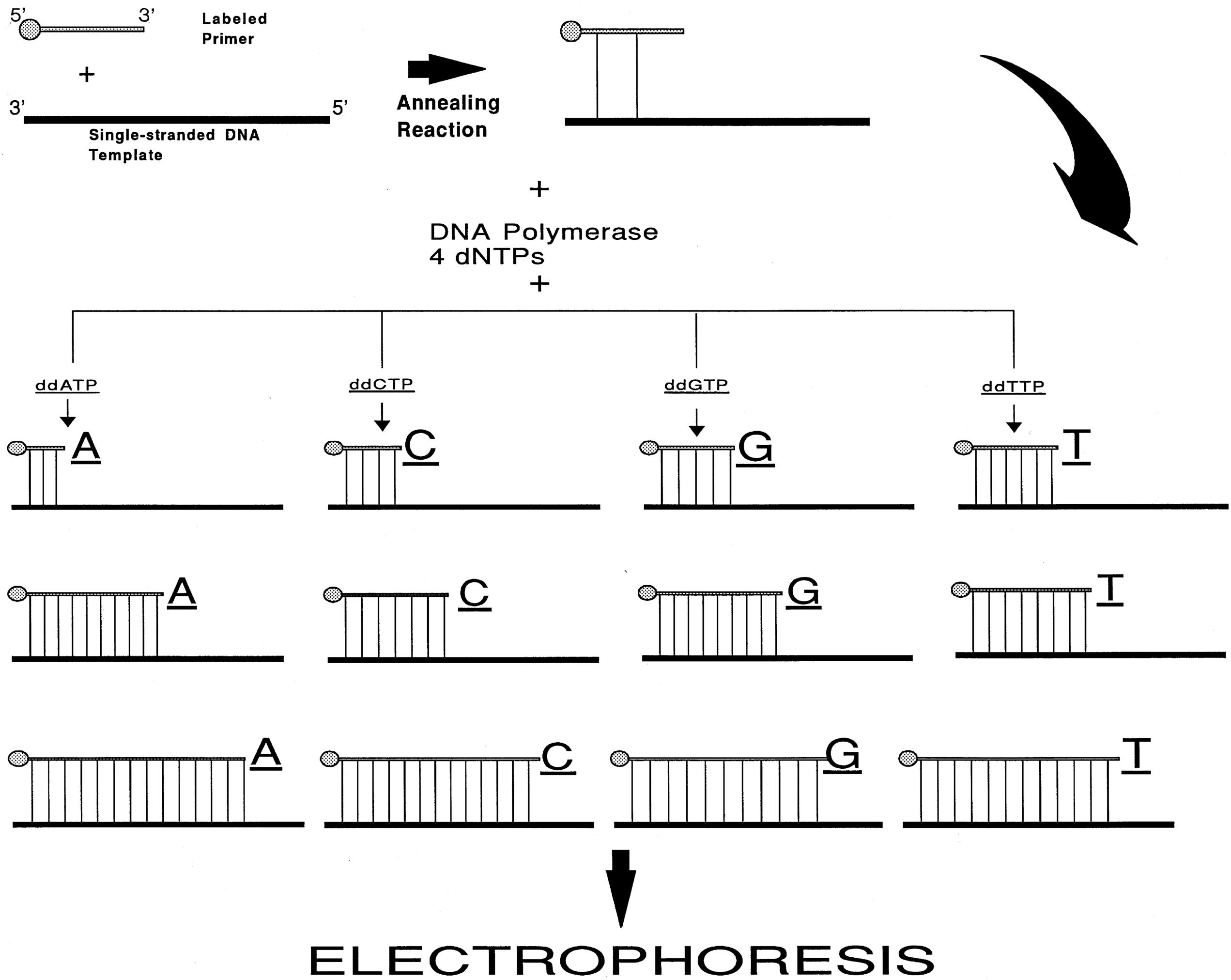 Fig. 2.6, Deoxyribonucleic acid (DNA) sequencing by the dideoxy (Sanger) method. A 5’-end–labeled oligonucleotide primer with sequence complementarity to the DNA that is to be sequenced (DNA template) is annealed to a single-strand of the template DNA. This primer is elongated by DNA synthesis initiated by the addition of the enzyme DNA polymerase in the presence of the four 2’-deoxynucleoside triphosphates (dNTPs) and one of the 2’,3’-dideoxynucleoside triphosphates (ddNTPs); four such reaction tubes are assembled to use all the four ddNTPs. The DNA polymerase enzyme will elongate the primer using the dNTPs and the individual ddNTP present in that particular tube. Because ddNTPs are devoid of the 3’ hydroxyl group, no elongation of the chain is possible when such a residue is added to the chain. Thus each reaction tube will contain prematurely terminated chains ending at the occurrence of the particular ddNTP present in the reaction tube. The concentrations of the dNTPs and the individual ddNTP present in the reaction tubes are adjusted so that the chain termination takes place at every occurrence of the ddNTP. Following the chain elongation-termination reaction, the DNA strands synthesized are size-separated by acrylamide gel electrophoresis and the bands visualized by radioautography.