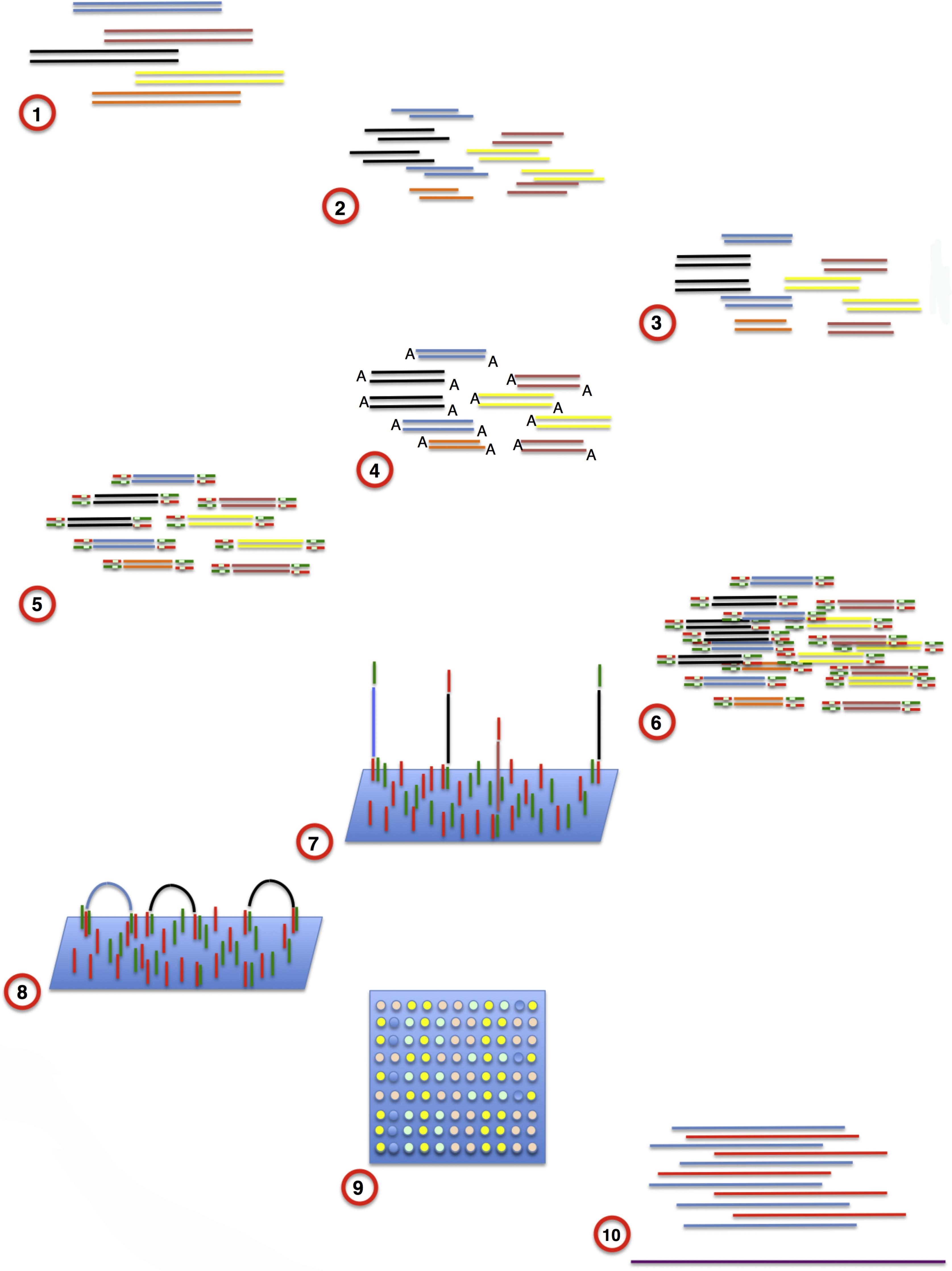 Fig. 2.8, Steps in pyrosequencing. (1) Deoxyribonucleic acid (DNA) extraction. (2) Genomic DNA shearing. (3) Fragment end repair. (4) Adenine ligation. (5) Adaptor ligation. (6) PCR amplification. (7) Fragment binding, via the adaptors, to complementary DNA segments anchored to a solid surface. (8) Clonal cluster formation through bridge amplification. (9) High-resolution images capture. (10) Alignment of multiple reads to a reference genome.