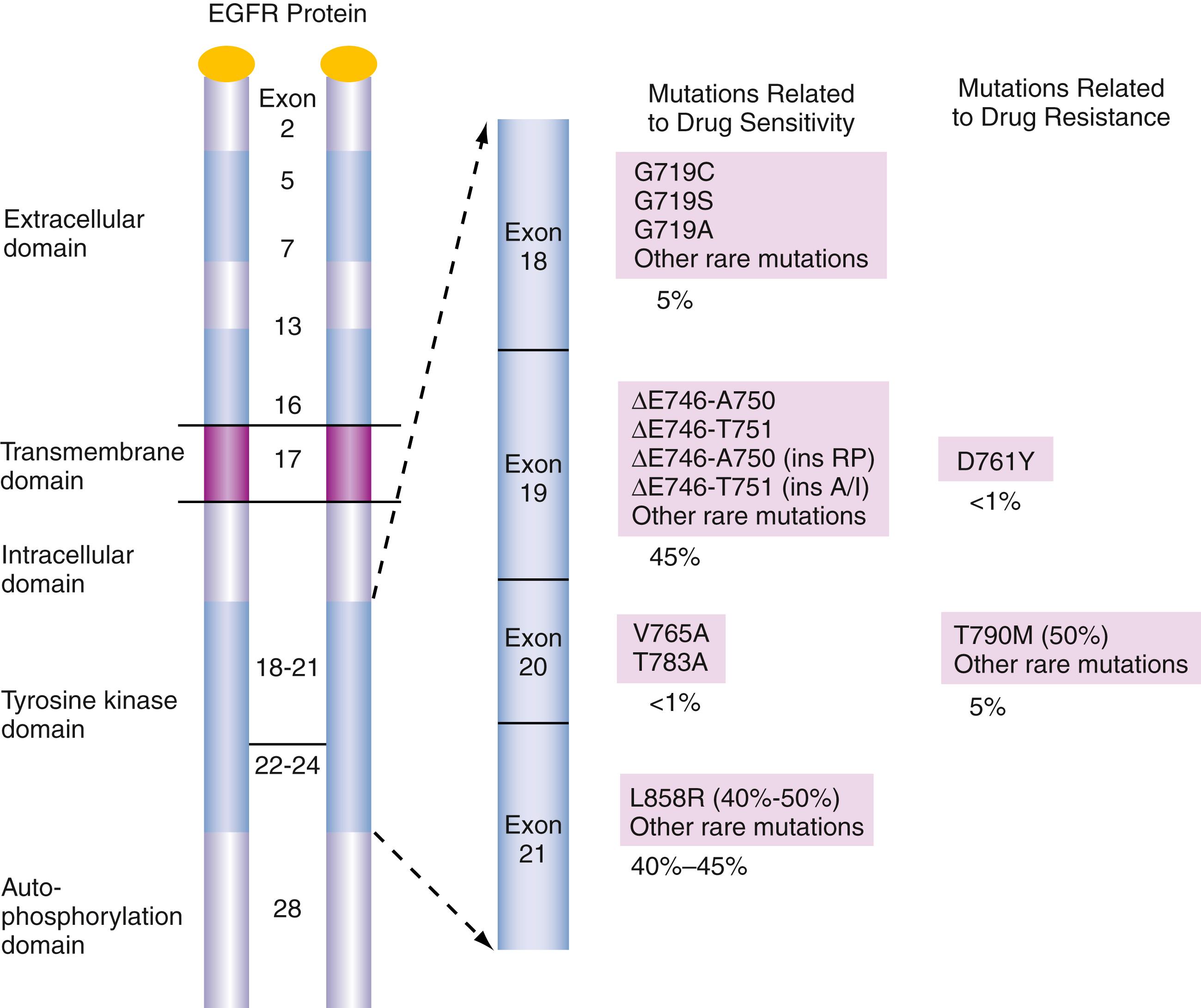 Figure 79.4, Clinically significant mutations of epidermal growth factor receptor mutation in cancer.