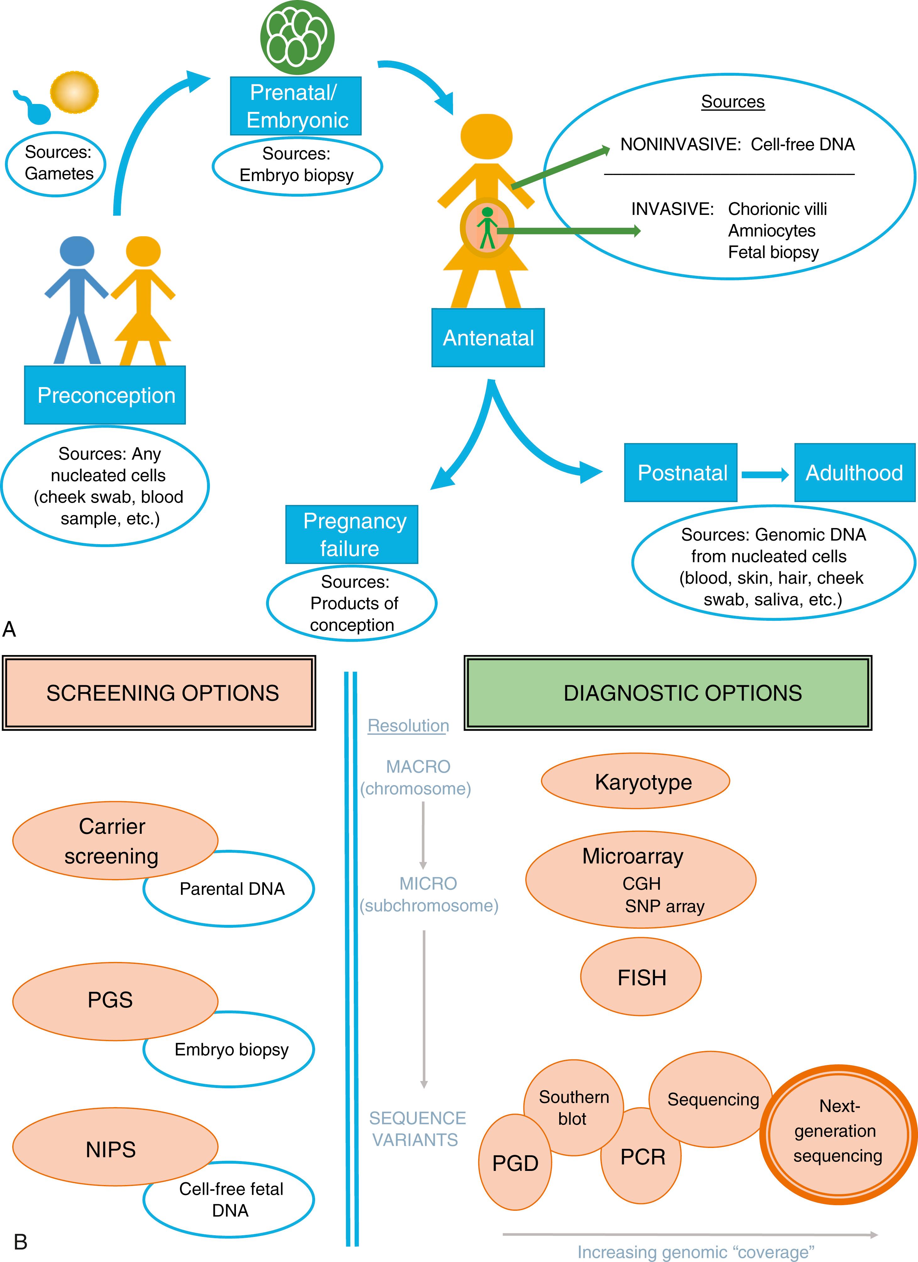 Figure 2.1, Schematic of preconceptional and prenatal molecular genetic screening and testing options.