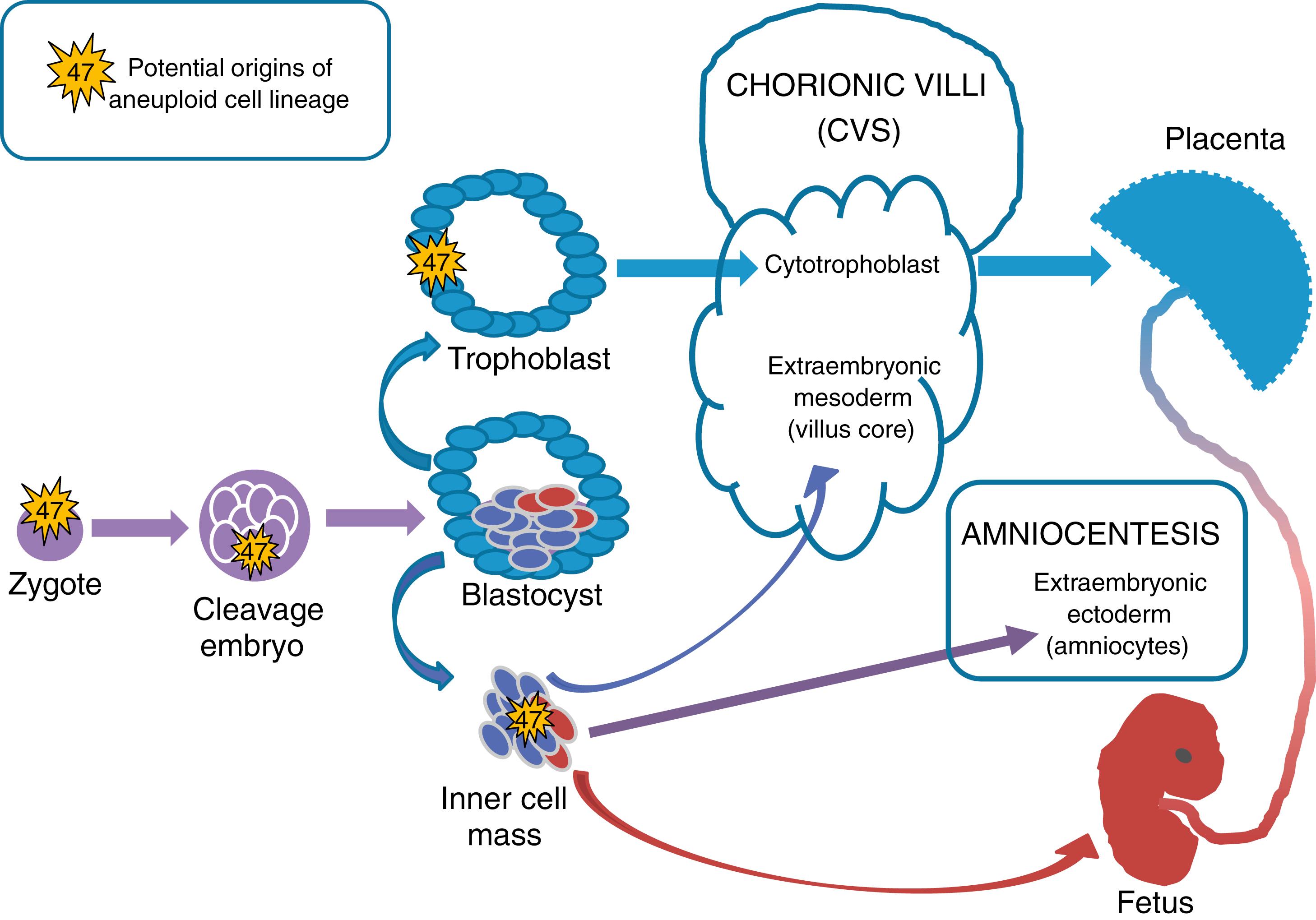 Figure 2.2, Ontogenesis of fetal and placental tissues for prenatal testing: origins of mosaicism.