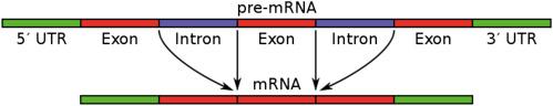 FIG. 6.2, DNA segments code for both introns and exons. A process of maturing occurs by splicing out the introns and connecting the exons as pre-mRNA is converted to mRNA as the template for protein production. Variants can occur in the splice site junctions. “Pre-mRNA to mRNA” By Qef – Own work by uploader, based on the arrangement of a bitmap equivalent by TedE (Public Domain) via Commons Wikimedia