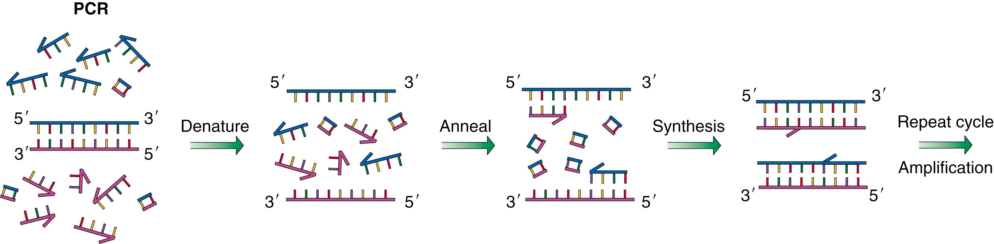 Figure 136.1, Polymerase chain reaction (PCR).