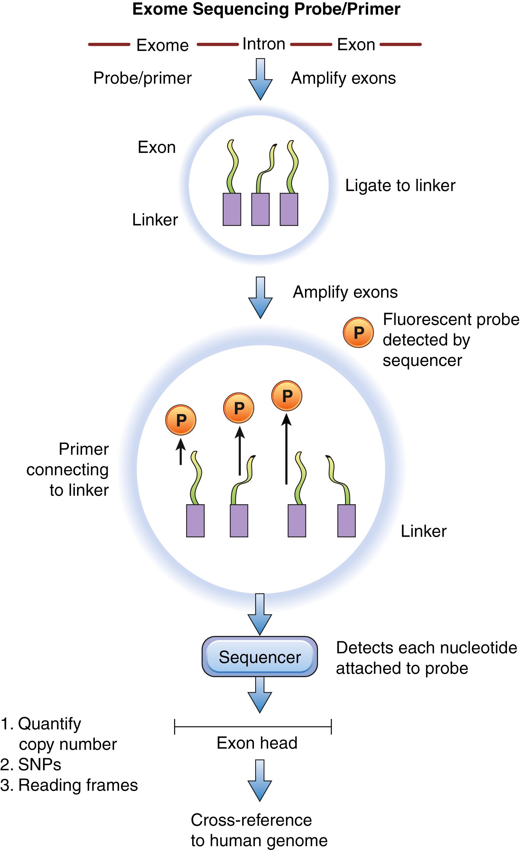 Figure 136.3, Whole-exome sequencing.