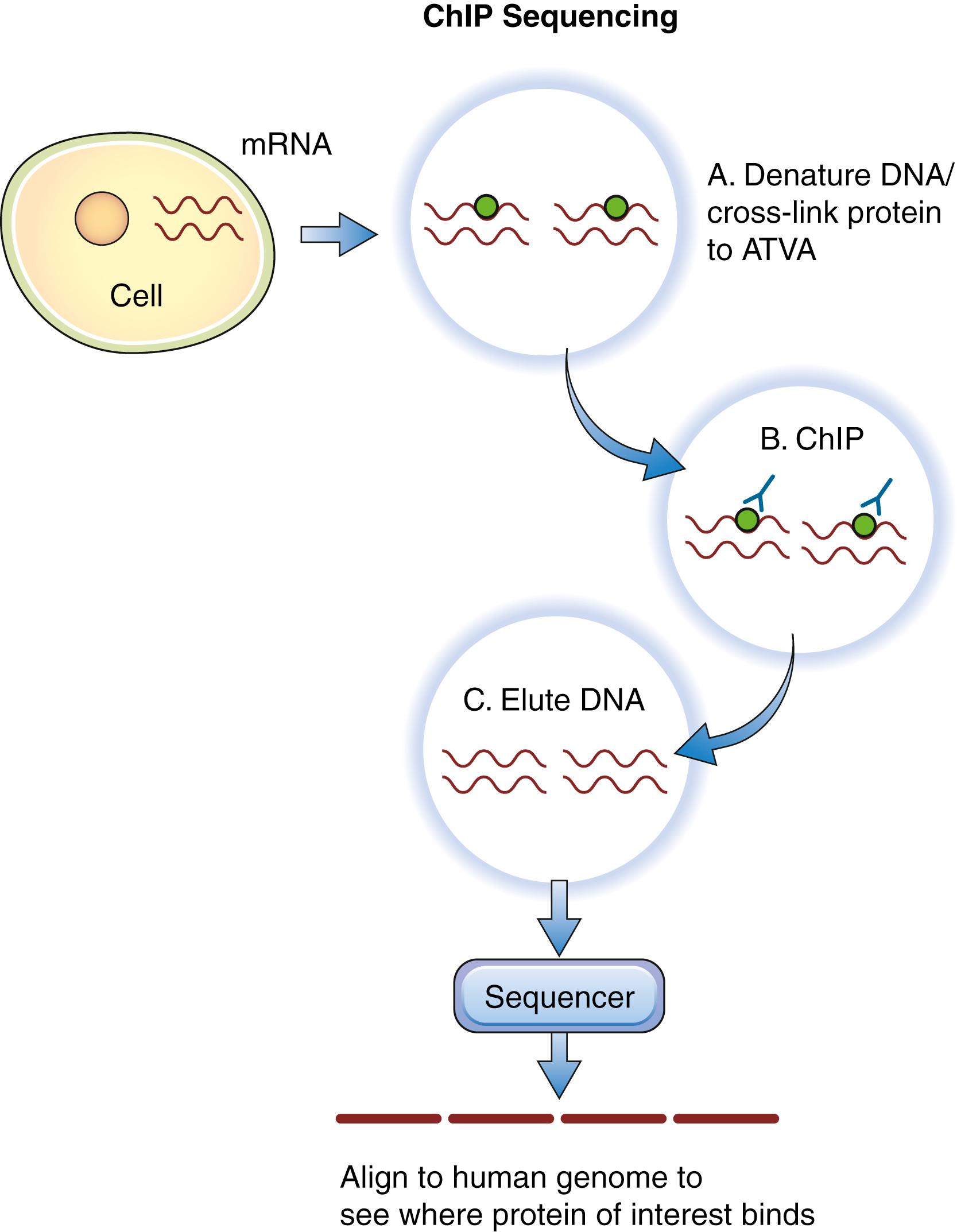 Figure 136.5, Chromatin immunoprecipitation sequencing (ChIP-Seq).