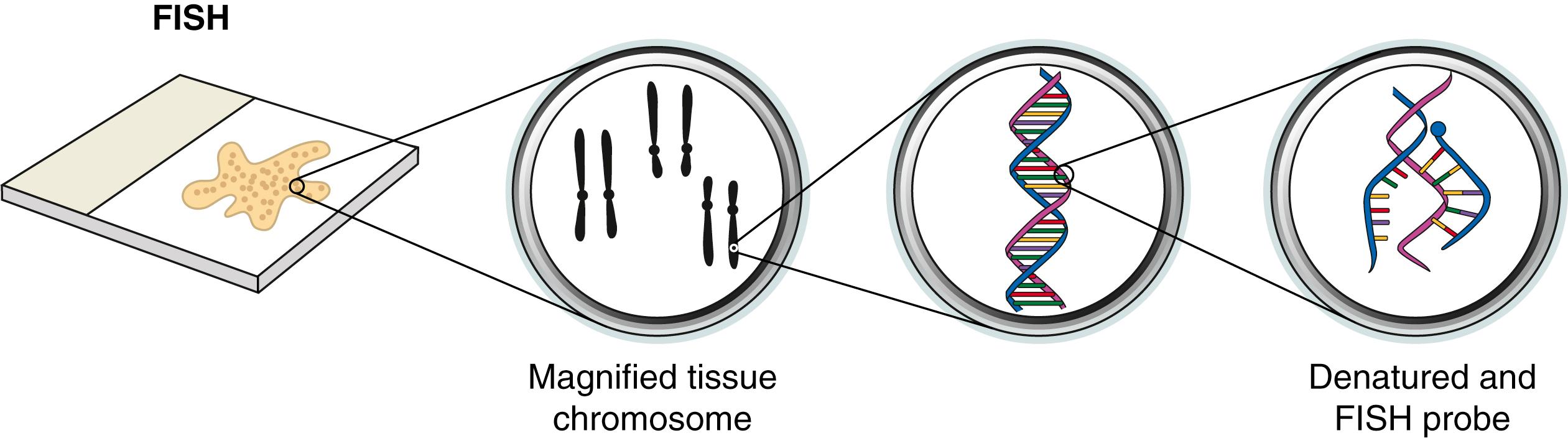 Figure 136.6, Fluorescence in situ hybridization (FISH).