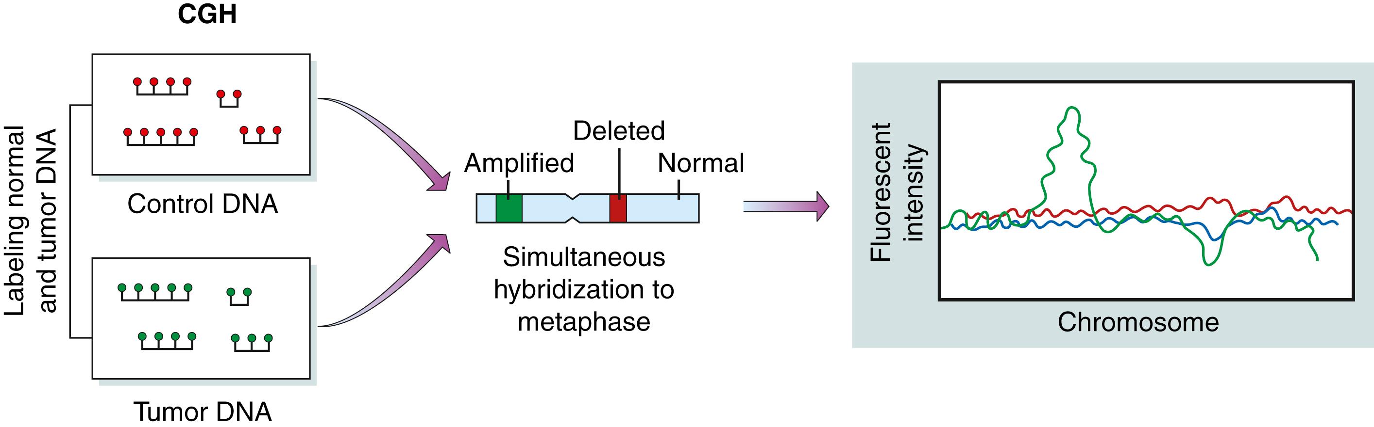 Figure 136.7, Comparative genomic hybridization (CGH).