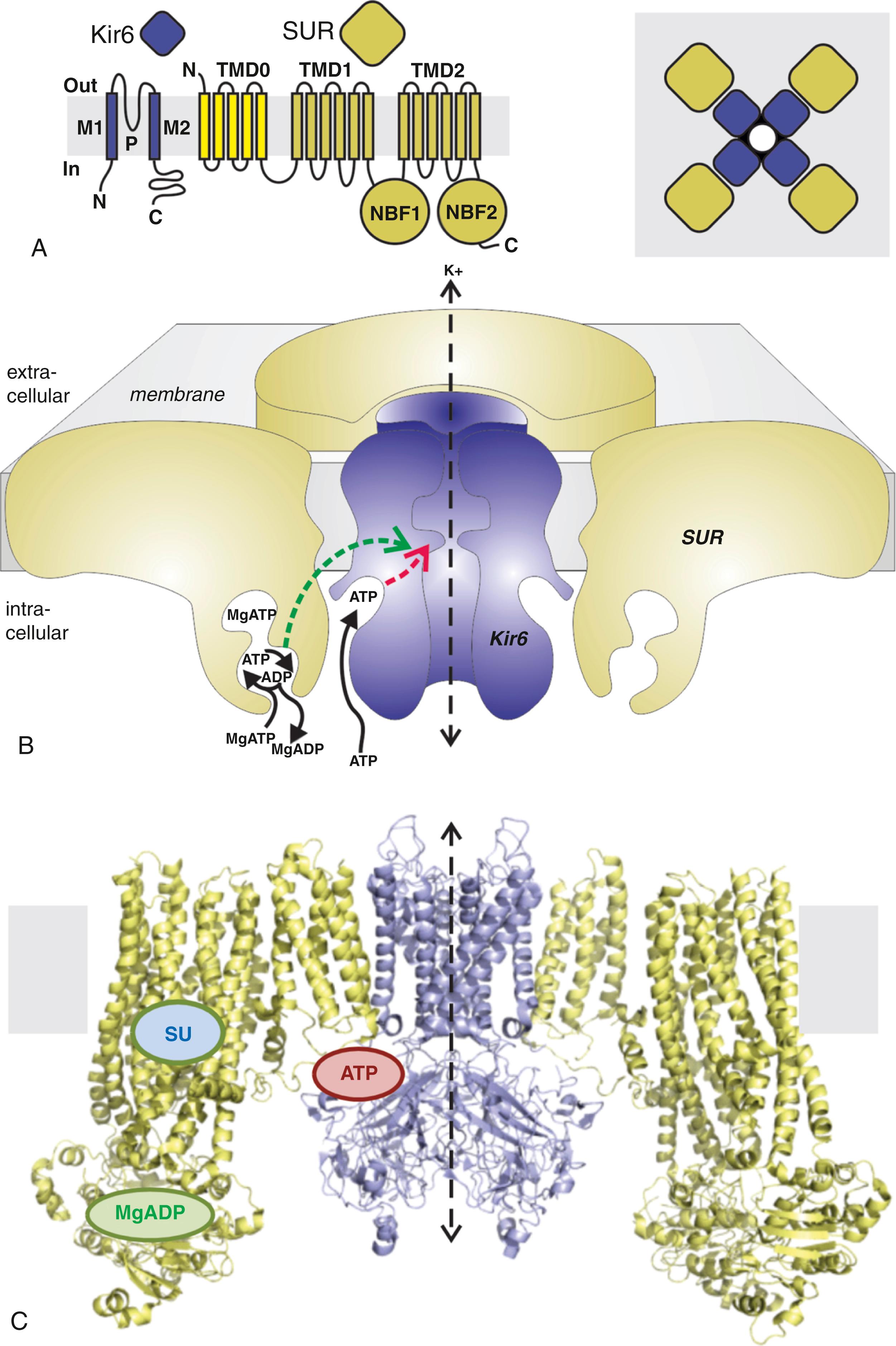 Fig. 11.1, Molecular basis of K ATP channel activity, K ATP channel structure, and K ATP channel mutations associated with cardiovascular diseases. (A) KATP channels are octameric complexes of four Kir6 subunits and four SUR subunits. Kir6 subunits generate the channel pore, and SUR subunits serve the regulatory role, with each channel being a functional octamer of four Kir6 subunits and four SUR subunits. (B) The metabolically controlled gate of the channel is located at the cytoplasmic end of the inner cavity. ATP binds to Kir6 subunits, which provides the energetic push to channel closure. MgATP binds to the ATP-binding sites formed at the NBF1-NBF2 interface on SUR subunits. MgATP hydrolysis results in a conformational “activated” state that is transduced to “override” ATP inhibition on Kir6. The activated state persists through ADP dissociation and can be maintained by ADP rebinding. In addition, PIP 2 interaction at a site near the ATP inhibitory site also provides an energetic pull to open channels, and sulfonylureas (SU) or K channel openers, interacting with the SUR subunit within the membrane, respectively, cause channel closure or opening. (C) Near atomic resolution cryo-electron microscopy (EM) structures reveal the molecular details of channel structure, including the intimate relation between SUR1 TM0 and Kir6.2 and the location of ATP binding sites on Kir6.2 and Mg-nucleotide and SU binding sites on SUR1.