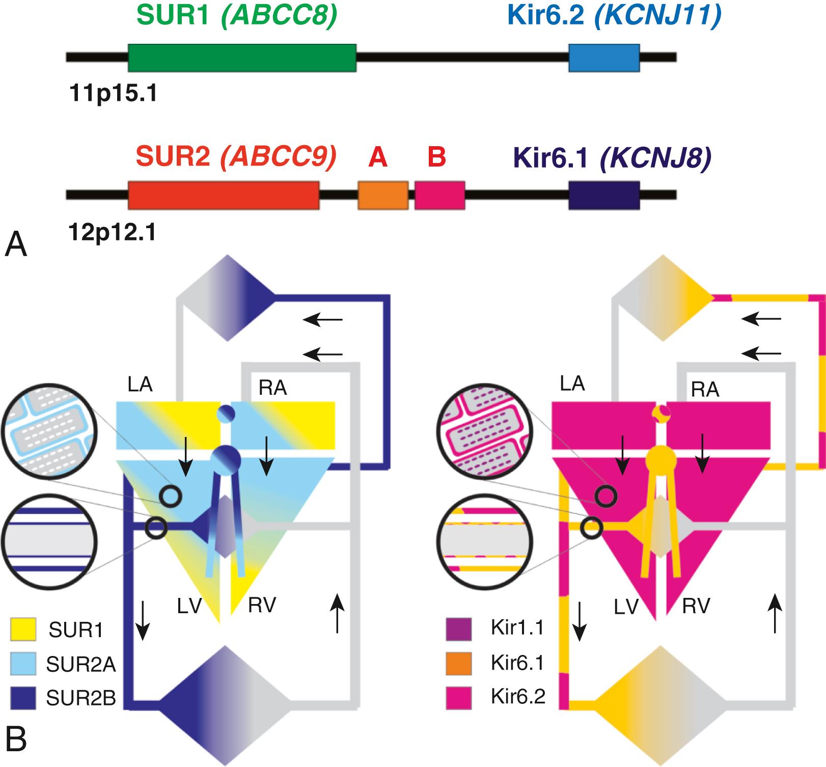 Fig. 11.2, Distribution of K ATP channel subunits in the cardiovascular system. (A) ABCC8 and KCNJ11 are next to each other and located on human chromosome 11p15.1; ABCC9 and KCNJ8 are also adjacent to each other, located on human chromosome 12p12.1. (B) K ATP channel subunit distribution in cardiac chambers and in the systemic and pulmonary vasculature. LA, Left atrium; LV, left ventricle; RA, right atrium; RV, right ventricle.