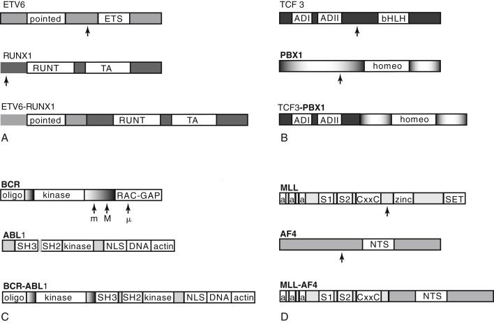 Figure 26-2, Schematic of key domains of the genes involved in several principal translocations in acute lymphocytic leukemia (ALL) and the translocation products. Arrows indicate common breakpoints. Note that loss of the domain conferring sequence specificity to transcription factor binding occurs in ETV6-RUNX1 (ETS domain of TEL) and TCF3-PBX1 (bHLH domain of E2A). Gene regions are not drawn to scale. (A) ETV6-RUNX1. TA, Transactivation domain. (B) TCF3-PBX1. ADI and ADII, Activation domains I and II; bHLH, basic helix-loop-helix, sequence-specific DNA-binding domain; homeo, homeobox domain. (C) BCR-ABL. All three breakpoint regions are indicated ( M, major, for p210 protein; m, minor, for P190 protein; μ, associated with P230 protein). Only the P190 fusion product is illustrated. oligo, Oligomerization domain; kinase, serine-threonine kinase domain; RAC-GAP, RAS-like GTPase; SH3, SH2, and kinase, SRC homology domains; kinase, tyrosine kinase domain; NLS, nuclear localization domains; DNA, DNA-binding site; actin, G and F actin binding site. (D) Mixed lineage leukemia. a, AT-hook; CxxC, cysteine-rich motif homologous to DNA methyltransferase; S1 and S2, subnuclear localization domains; NTS, nuclear targeting sequence; zinc, zinc fingers.