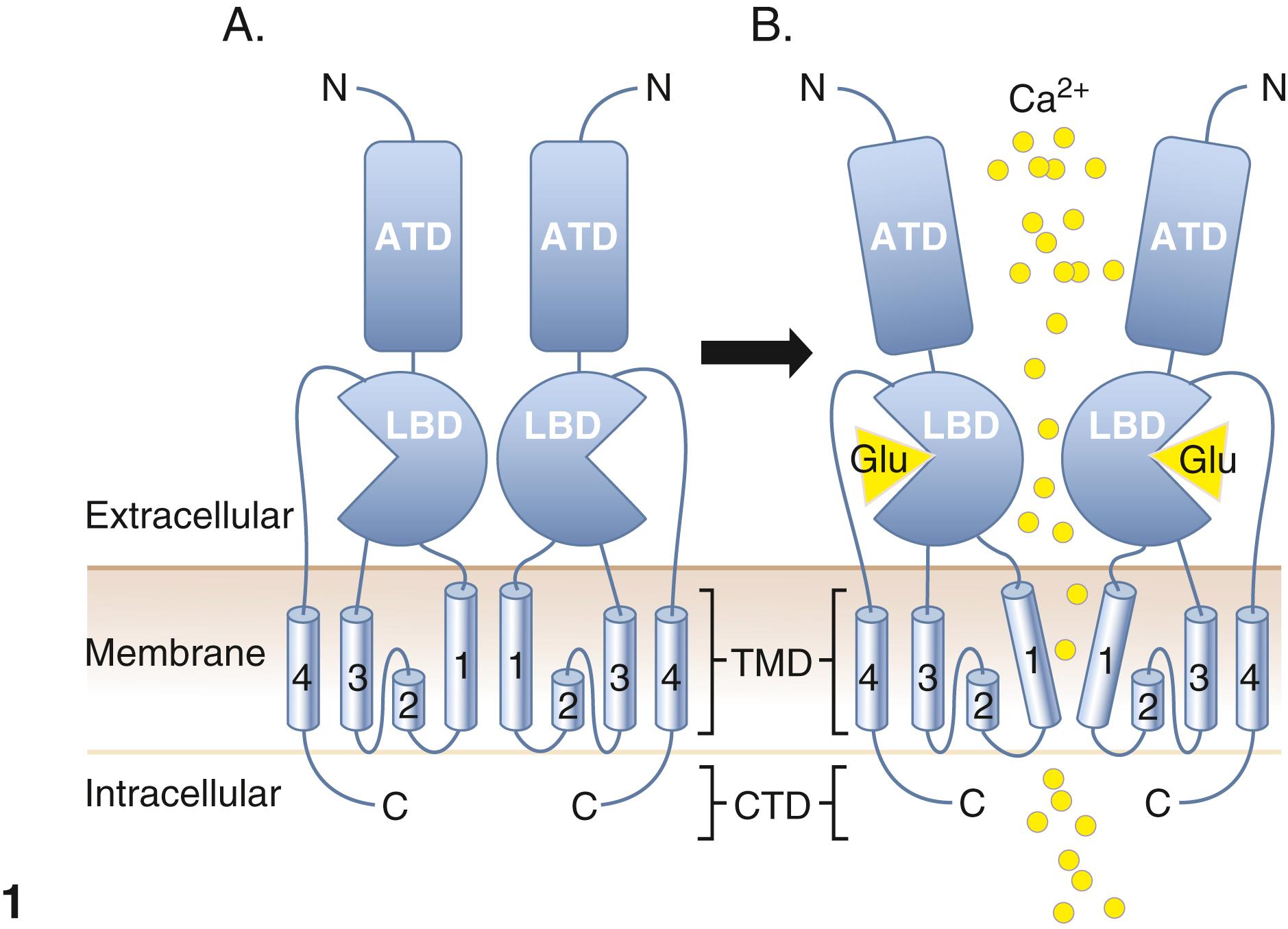 Fig. 73.1, Panel 1, iGluR structure and activation of this receptor. The receptor is shown as a dimer, represented by two symmetrically arranged polypeptide chains (subunits) in mirror-image fashion. Although this figure shows a dimeric structure, the actual receptor is a tetramer that lines an ion channel. Beginning at the N terminus (N), the amino terminal domain (ATD) is followed by the ligand binding domain (LBD), constituting the extracellular domain (Extracellular). This is followed by the four transmembrane domains ( TMD ; numbered 1–4) and the C-terminal domain (CTD). Panel 1A shows the resting conformation of iGluR. Panel 1B shows that when Glu binds to the Glu ligand binding site, the subunits rearrange such as to cause opening of the channel allowing calcium ions to diffuse into the cell. Panel 2, mGluR schematic structure and signal transduction pathways induced by it. This receptor is activated when two glutamate molecules bind to each of two extracellular domains of two adjacent receptors. This promotes dimerization of the two receptors resulting in activation of the intracytoplasmic domain of the receptor resulting in its binding to a G protein α-β-ϒ complex. The Gα subunit is activated and induces activation of a series of signal transduction pathways. Proceeding from left to right, this protein binds to two scaffolding proteins, Homer and Shank. This trimeric complex activates phosphoinositide-3-hydroxykinase (PI3K), which induces synthesis of inositol-3-phosphate (IP3R) that binds to a receptor (purple triangles) in the endoplasmic reticulum (yellow/brown structures) resulting in release of calcium ions (yellow circles) . IP3 also activates CaMKII (calcium-calmodulin-dependent protein kinase II), that promotes long-term calcium-dependent potentiation. PI3K also activates Akt, a cell proliferation-promoting protein, which also blocks apoptosis. Activated Gα also activates the serine-threonine kinases, raf, MEK (mitogenic extracellular receptor-dependent kinase) and MAPK (mitogen activated protein kinase). The latter, when phosphorylated, transfers across the nuclear membrane into the nucleus where it activates (phosphorylates) the centrally important transcription factor, fos. Activated fos forms a heterodimeric complex with activated jun, another centrally important transcription factor, activated separately by jun kinase (JNK) to form an active transcription factor, fos-jun, that induces transcription and translation of multiple mitogenic proteins.