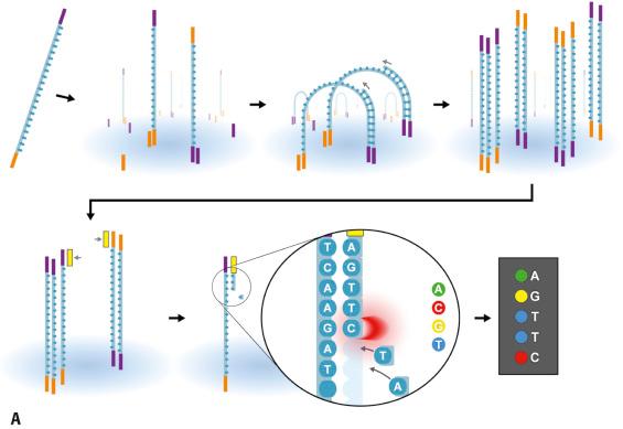 FIG. e24.1, Two common next-generation sequencing (NGS) platforms.