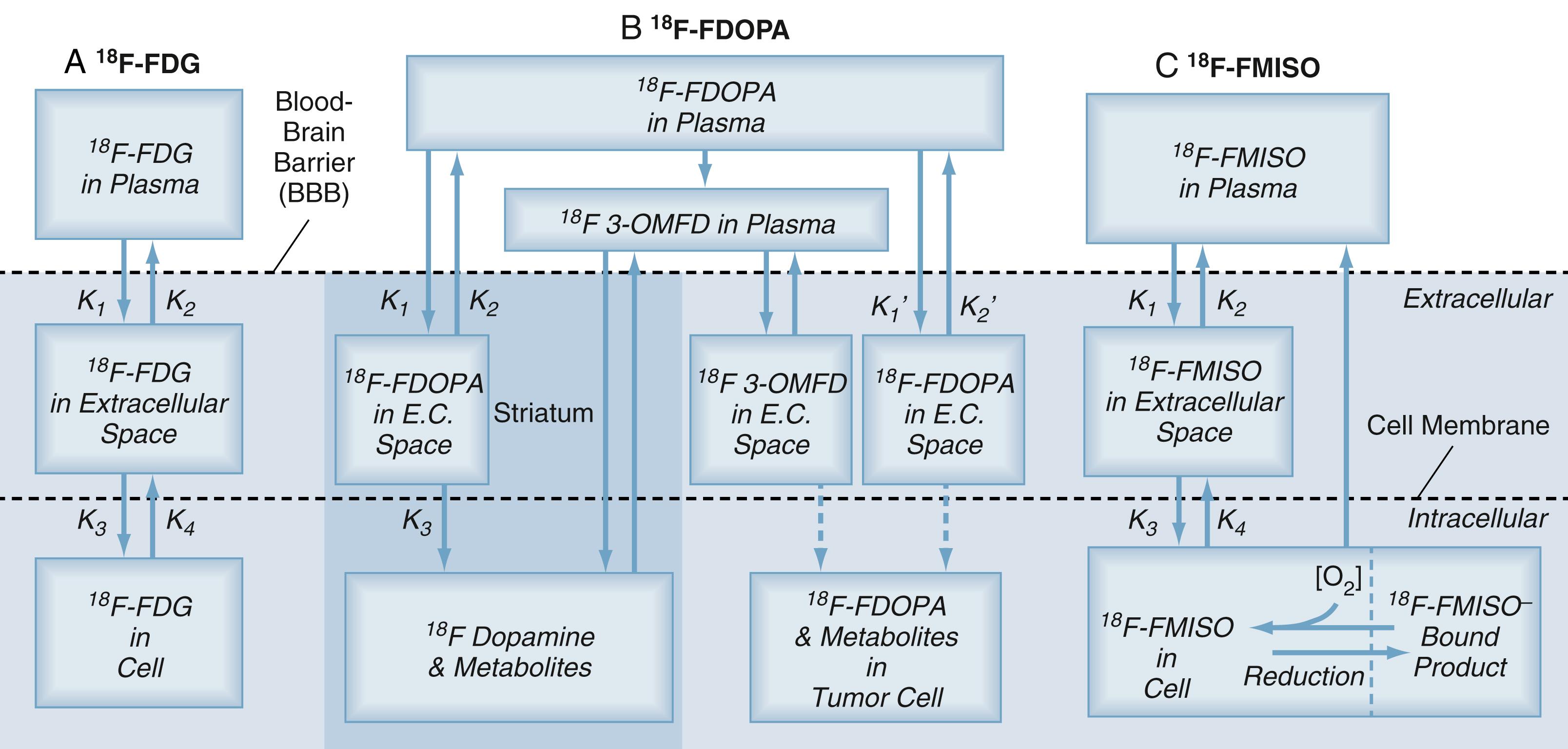 Figure 13.3, Tracer kinetic models for PET imaging.